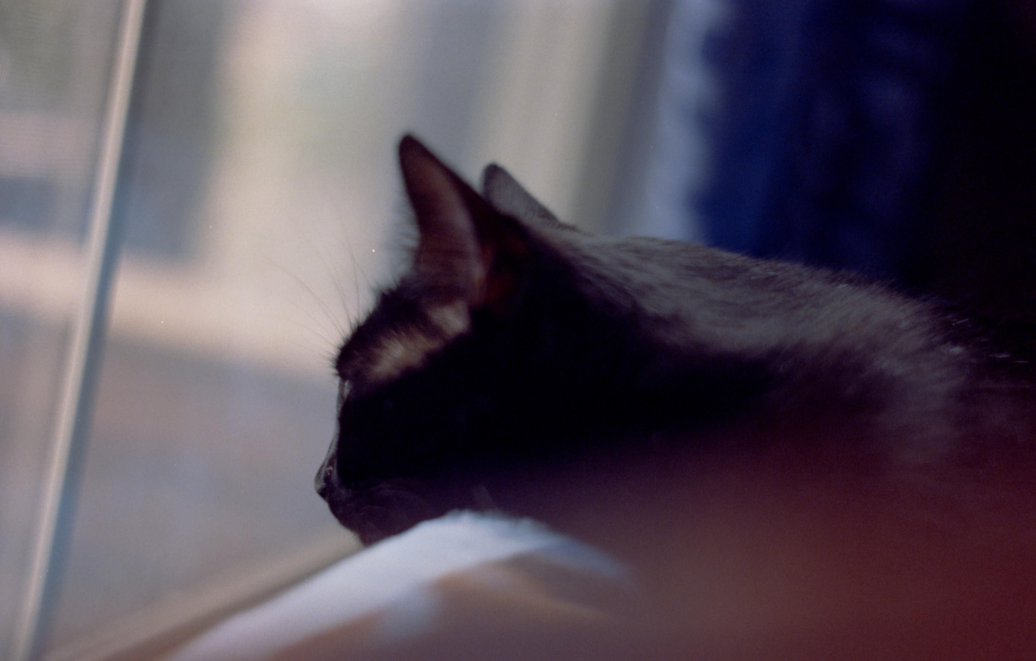 an image of a black cat looking out the window 