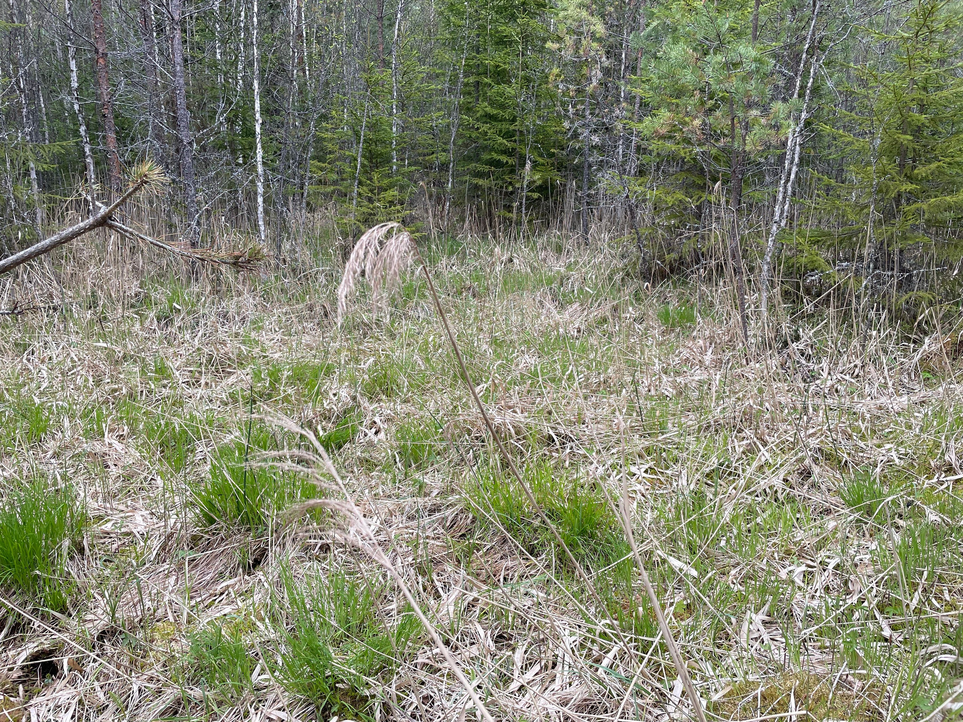 Kuihtunutta järviruokoa ja mätässaraa pienellä aukealla nuoren talousmetsän keskellä.