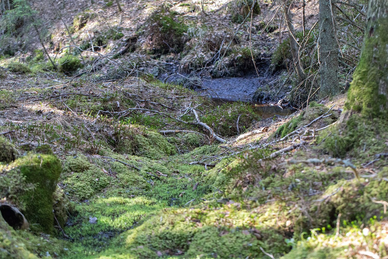 Vaaleanvihreän sammalmaton peittämä epätasainen painanne, joka johtaa taustalla näkyvään puroon.