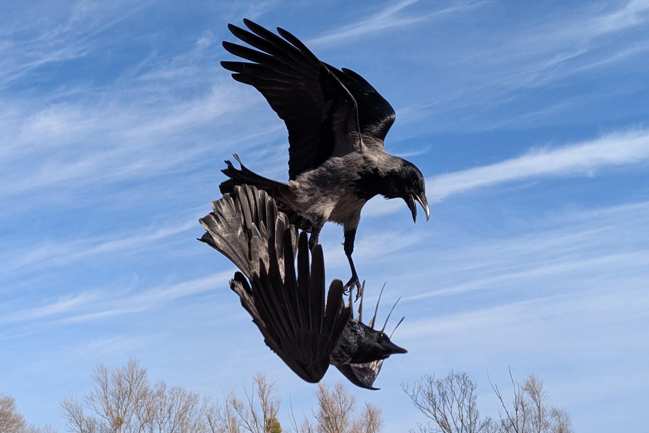 Foto zweier grau-schwarzer Nebelkrähen im Flug beim Kämpfen übereinander. Die obere steht quasi auf der unteren und hat den Schnabel offen, die untere ist mit dem Bauch nach oben zur anderen Krähe gedreht und in Abwehrhaltung. Im Hintergrund blauer Himmel mit weißen Wolkenstreifen.