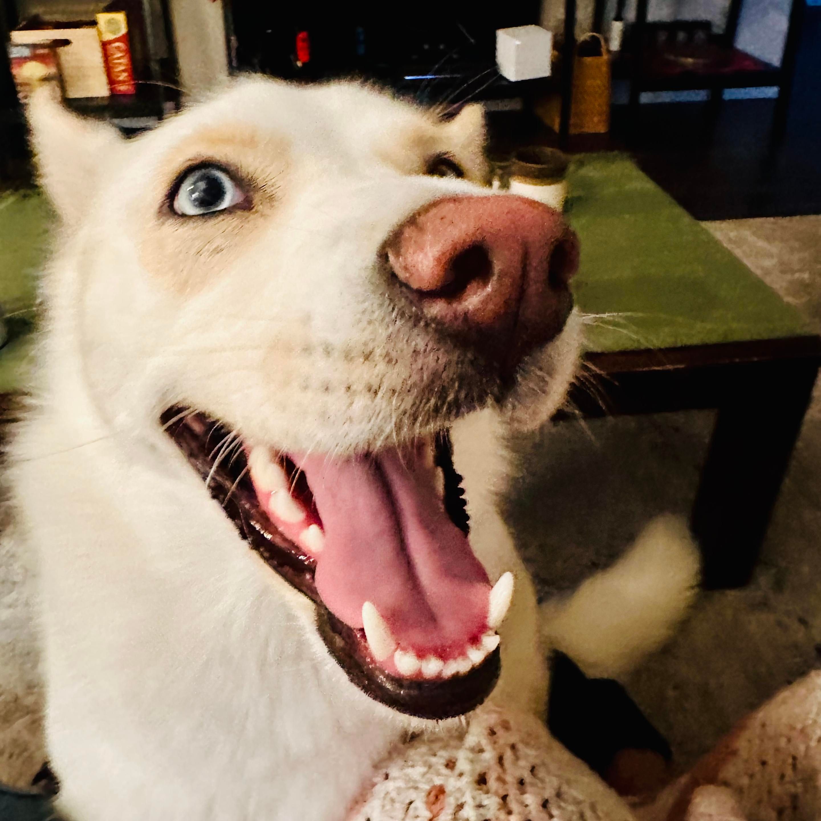 A photo of a white husky mix dog looking like he’s laughing