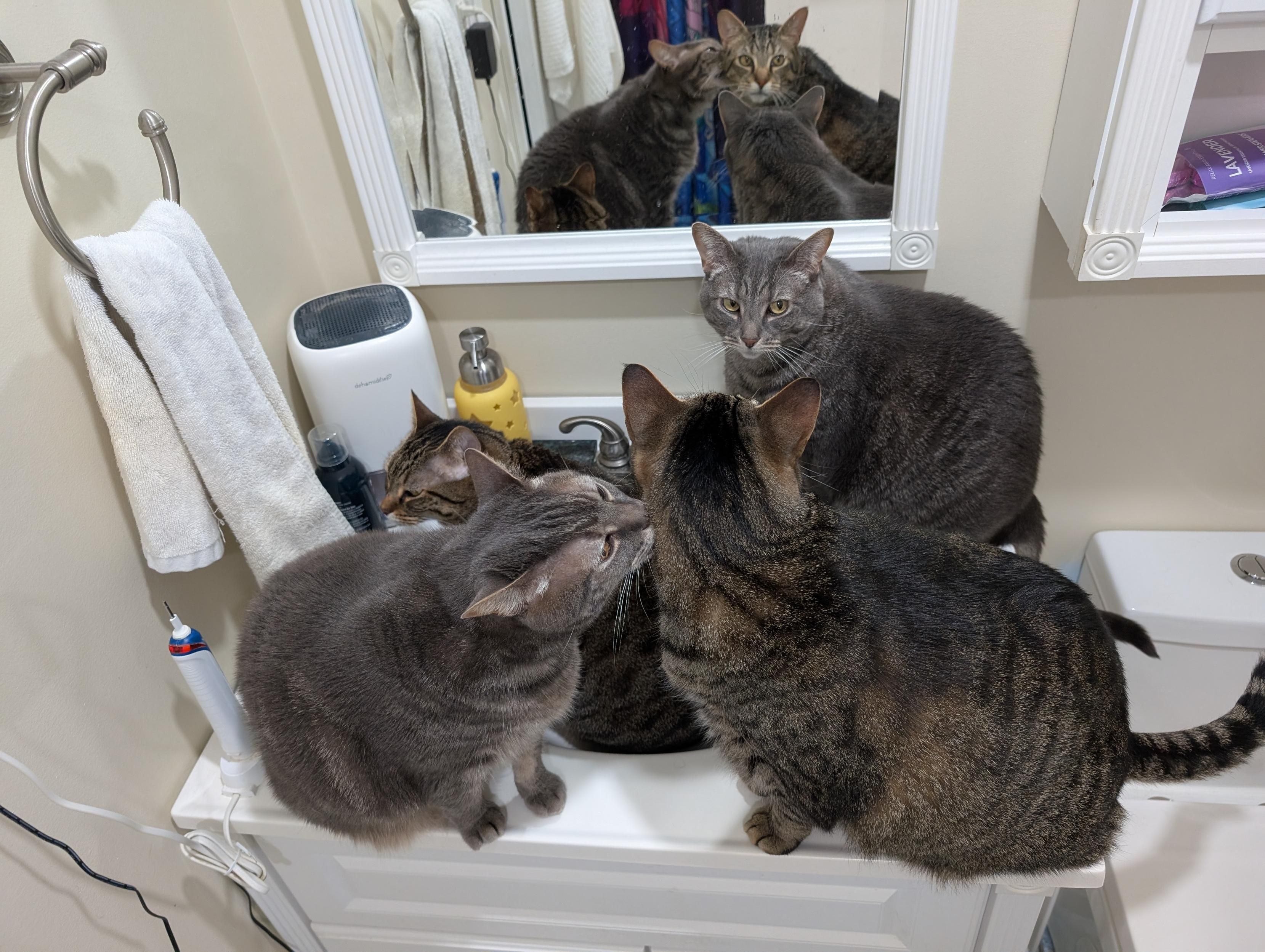 A photo looking down at a small bathroom sink occupied by four large tabby cats. From the angle of the photo three of the cats are also visible reflected in the mirror over the sink, giving a neat double-sided view of their arrangement. Clockwise from top-right: Lydia is sitting looking toward the camera, Vincent is sitting looking away from the camera (but not towards Lydia), Sumie is sitting and licking or possibly biting Vincent's neck, and Primrose is sitting in the sink basin.
