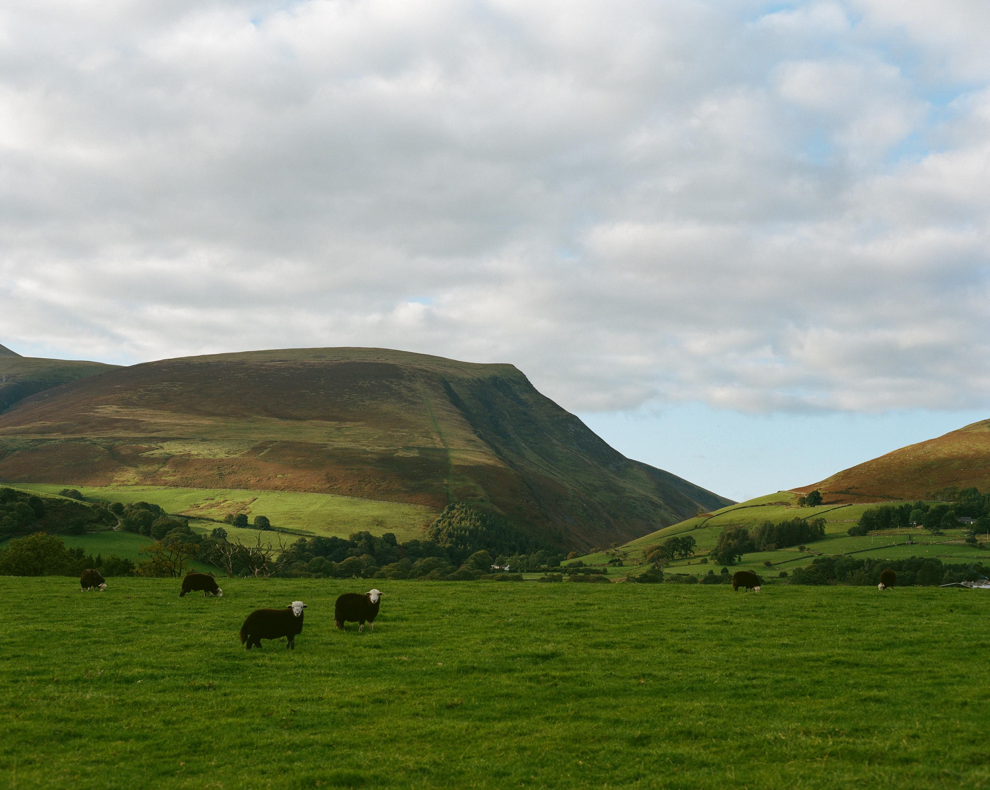 Two black sheep with white heads are looking towards the camera out on a green field. There are more black sheep grazing. The field is in shadow, while the fells in the background are illuminated by the setting sun. The fells are covered in small white dots, which are white sheep.