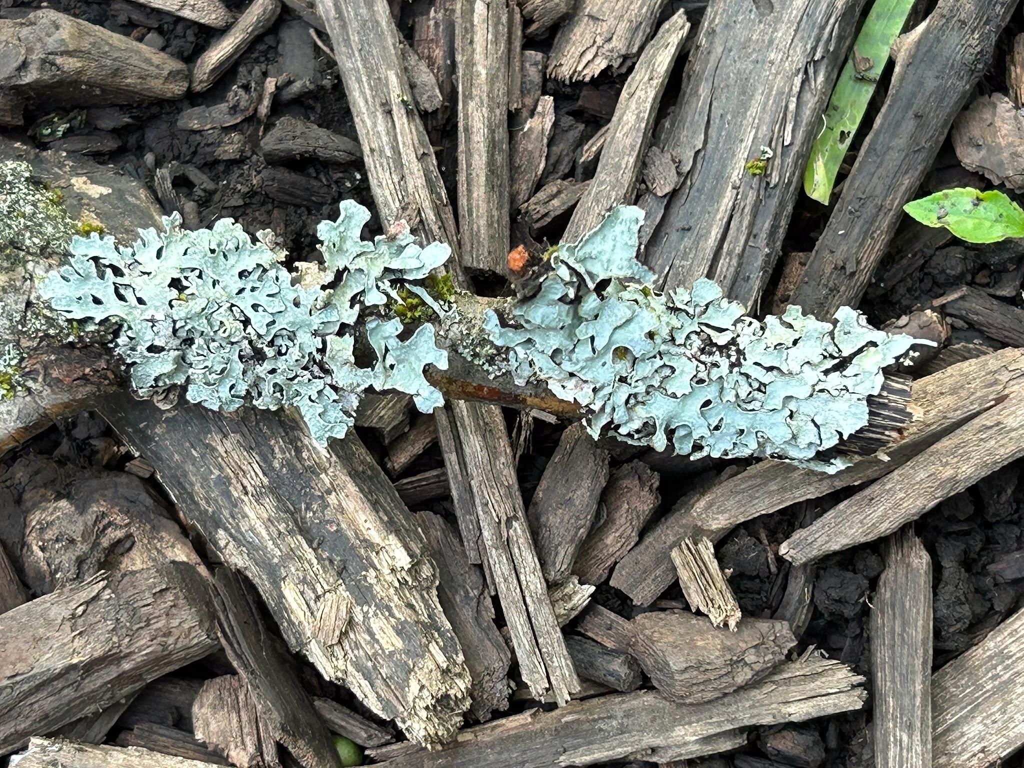 A stick mostly covered by two patches of pale blue-green foliose lichen, lying in a pile of sticks and mulch.