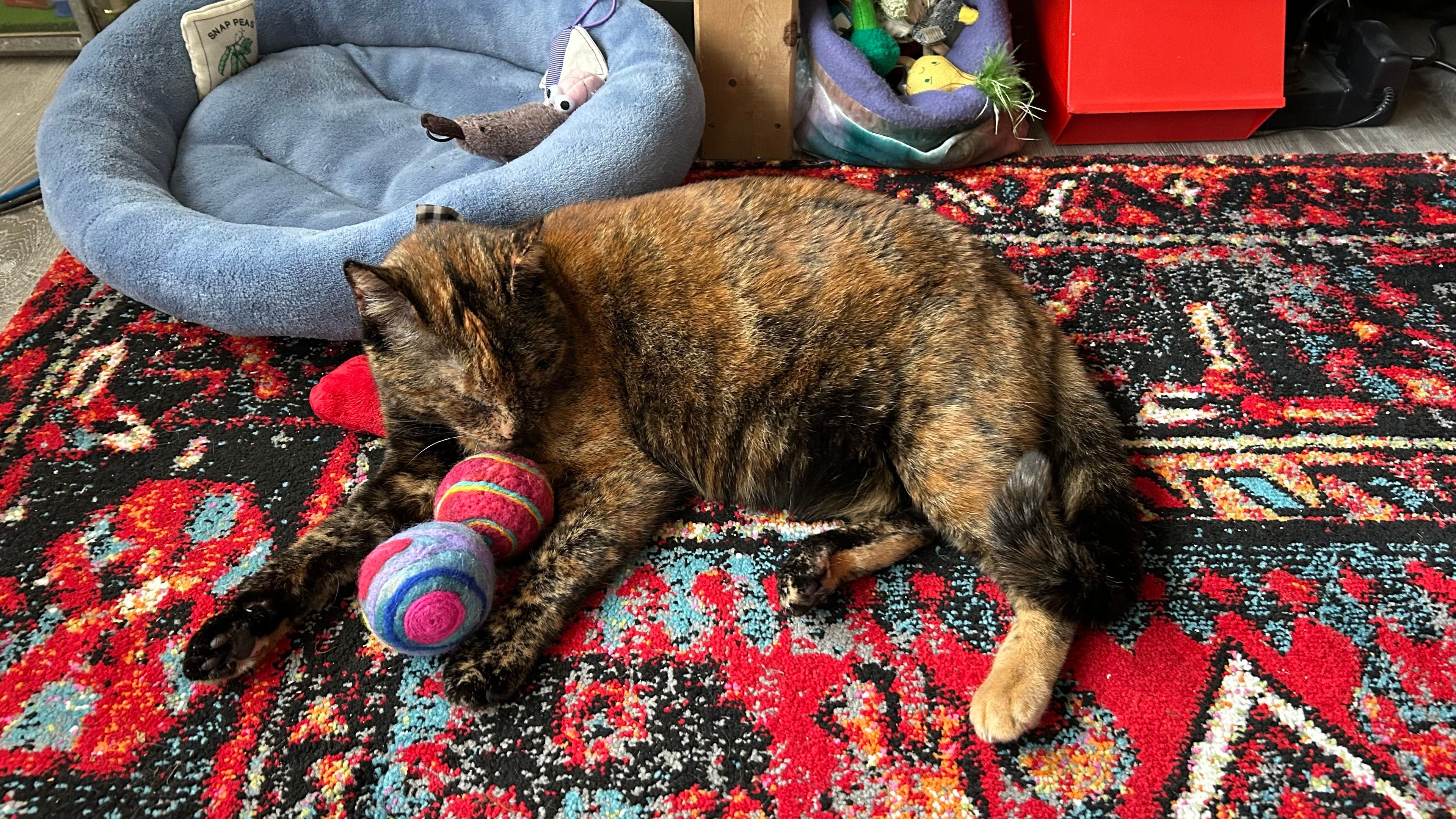 an adult tortoiseshell cat lying on a red carpet as she leans on two felted wool spheres. behind here is a red mushroom toy and a blue cat bed filled with more toys as well as some more in a bag to the right