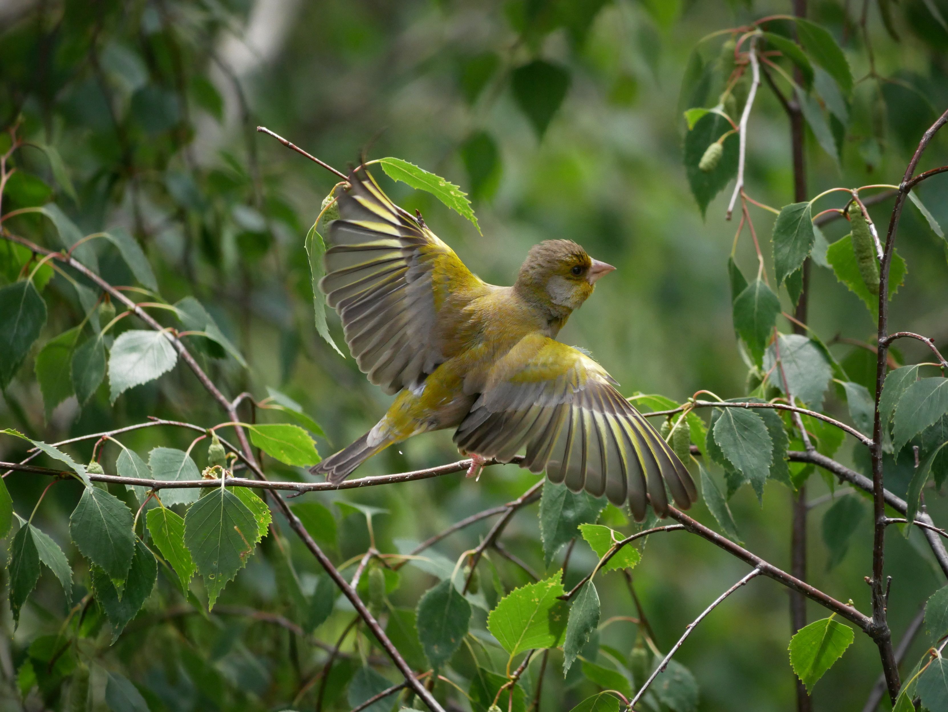 Ein Grünfink mit grau-grünlichen Federn steht auf einem dünnen Ast inmitten von grünen Blättern. Seine Flügel sind weit ausgebreitet und aufgefächert, er ist nach rechts gewandt.