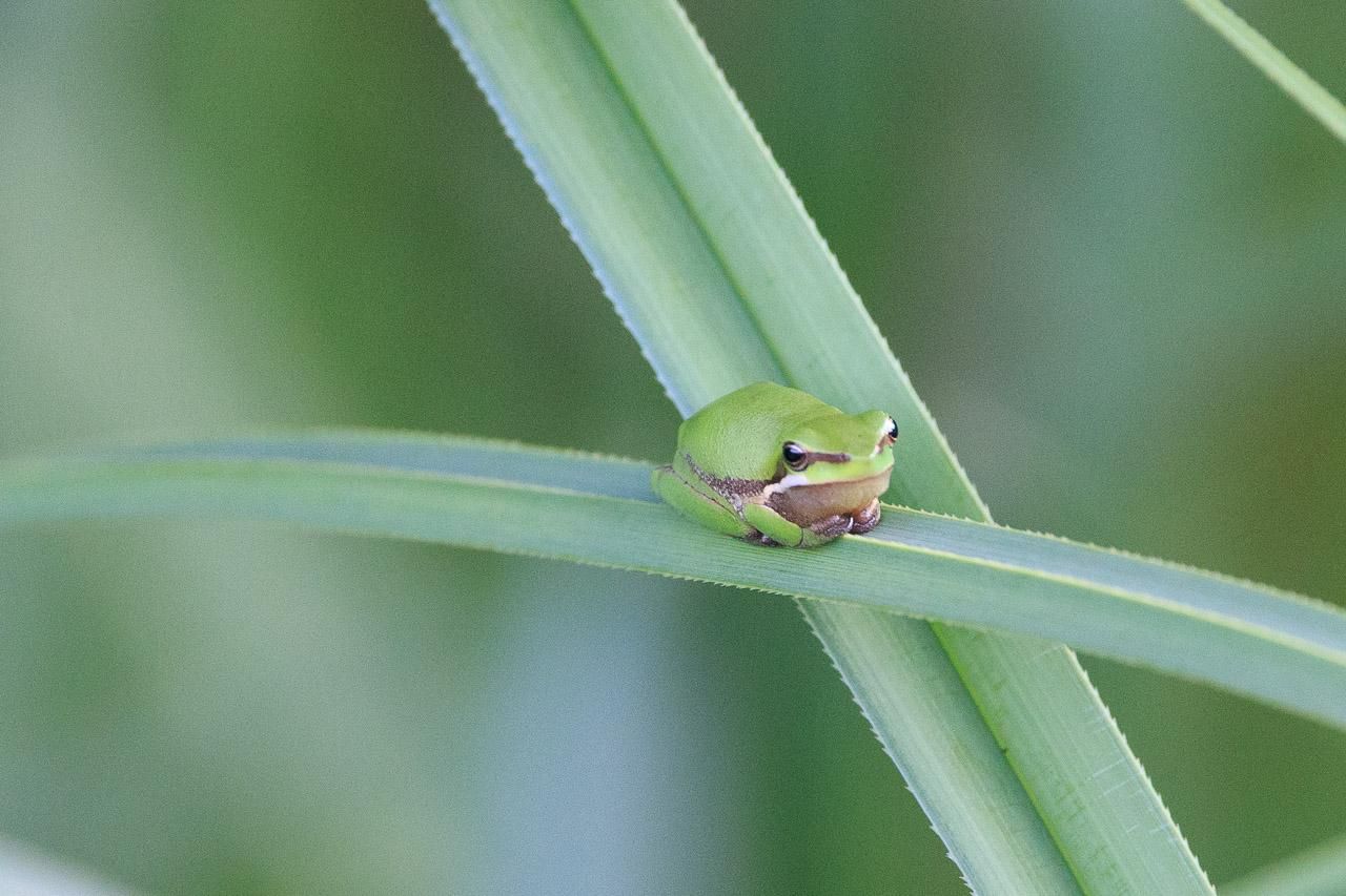 A tiny green Eastern Dwarf Tree Frog sitting on a reed leaf were it crosses over another. X marks the spot of where this frog is at.
