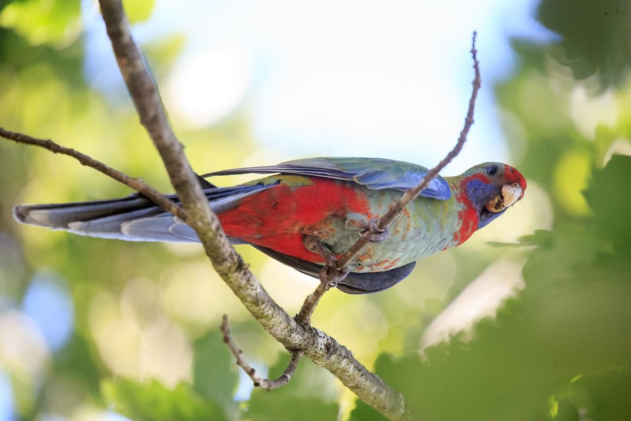 A juvenile Crimson Rosella in a tree. The adult version is mostly red and blue, but the juvenile parrot still has a fair bit of green on the chest, wings and patches on its head. 