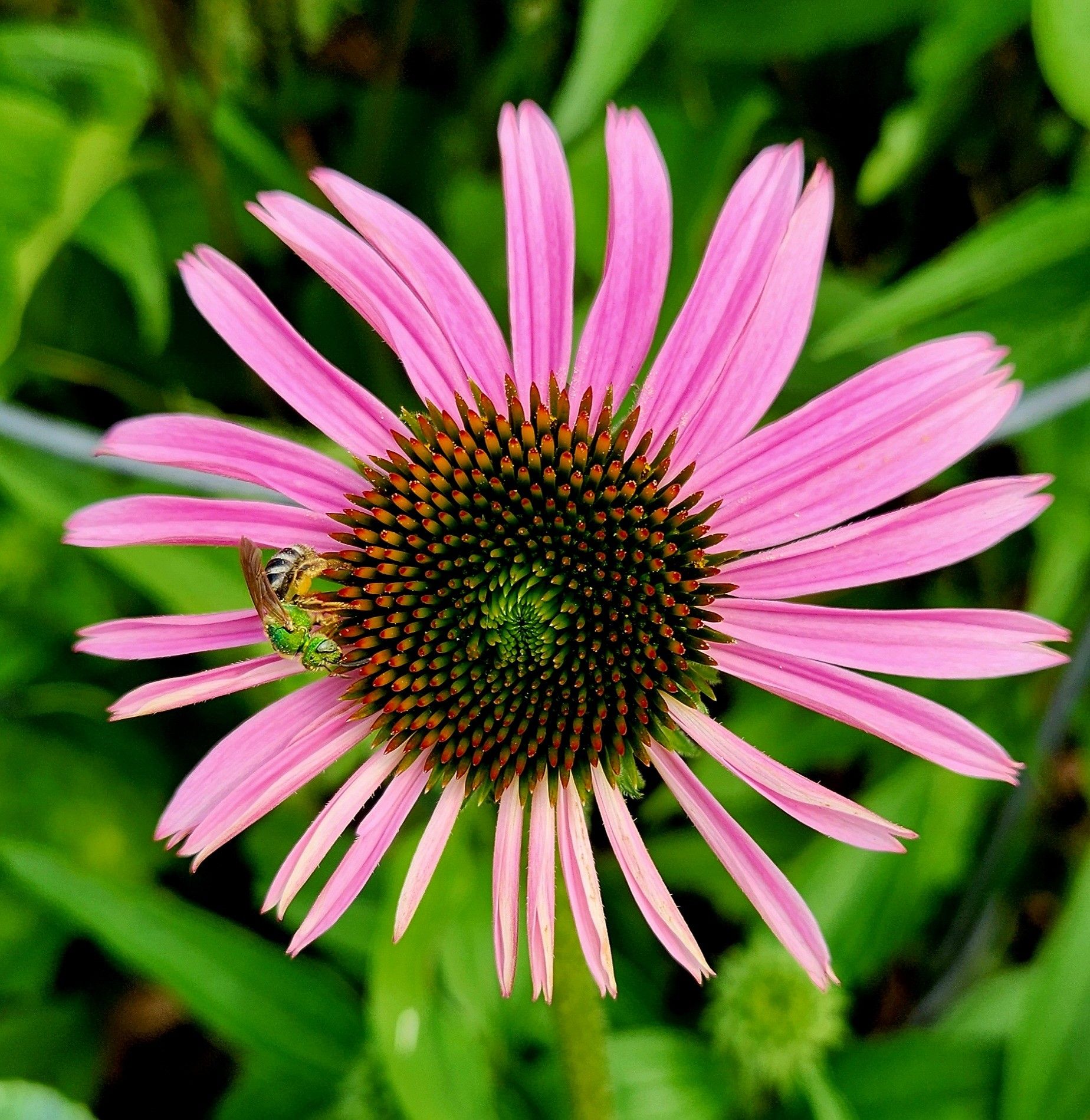 Echinacea and metalic green sweat bee. The cone flower has pink petals with a dark greenish/yellowish center and green spot in the very center. At 9 o'clock on the outside of the cone is a truly metalic green sweat bee, head pointing down.
