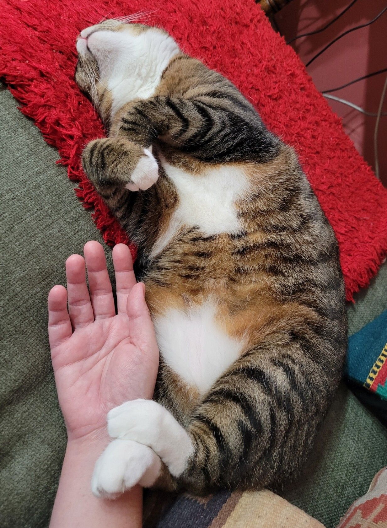 A chubby brown tabby sleeps on her back on a blanket on a couch. She rests her white back paws on my pink hand. Her tiny white front paws are curled up like she's holding a tiny invisible purse. You can see her white chin, bib, and belly patches.