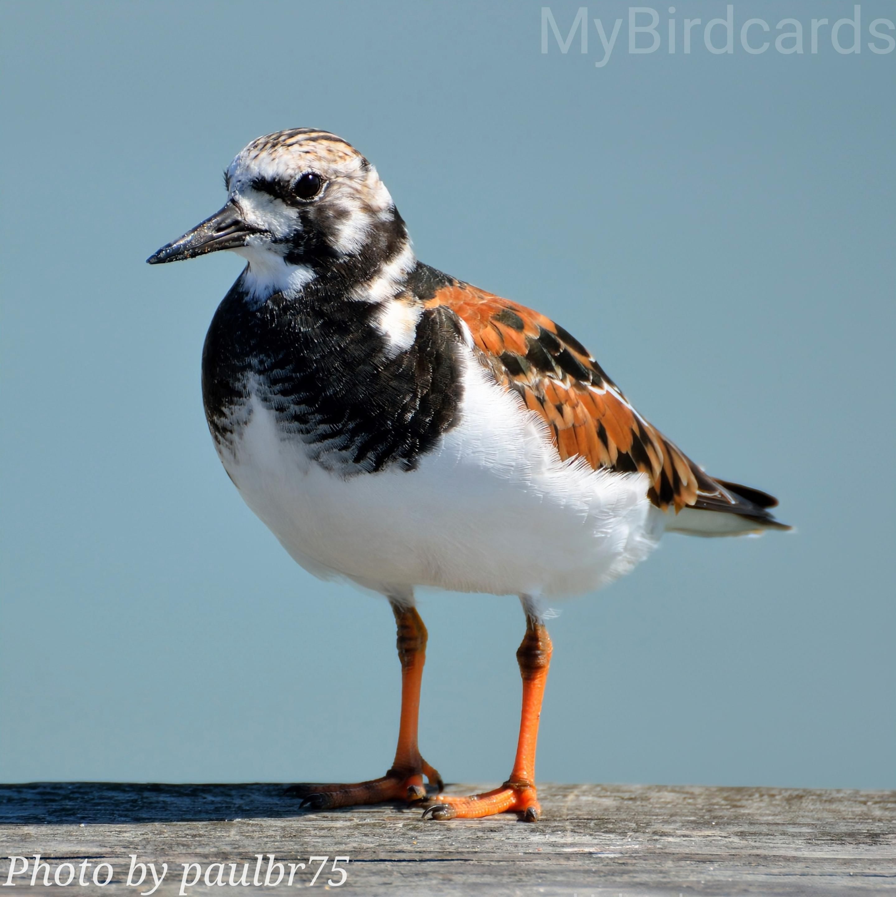 "I'm a small and stocky shorebird, known for my bright orange legs and my unique habit of using my bill to flip over rocks and shells to find food. During the breeding season, I sport a distinctive black, white, and russet-coloured "harlequin" pattern on my back and head." 2.5 Flash (Edited) 

What bird am I?

📷: Photo by paulbr75 via Pixabay