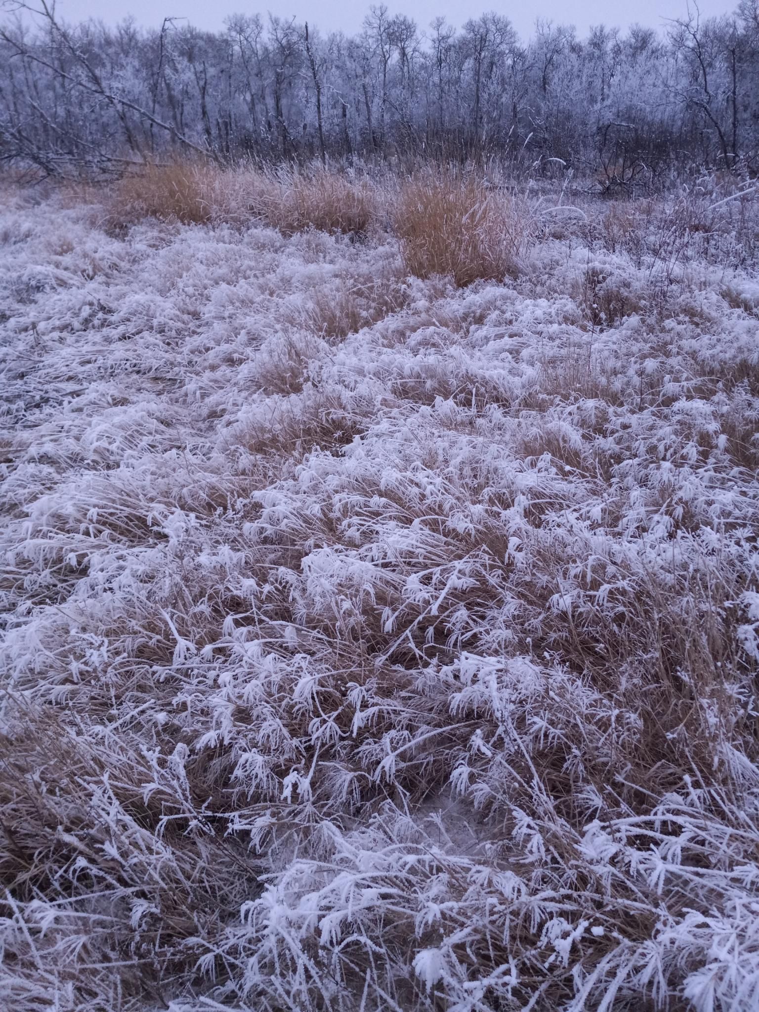More frosty grass, with frosty bare forest in the background, and a grey sky above.
