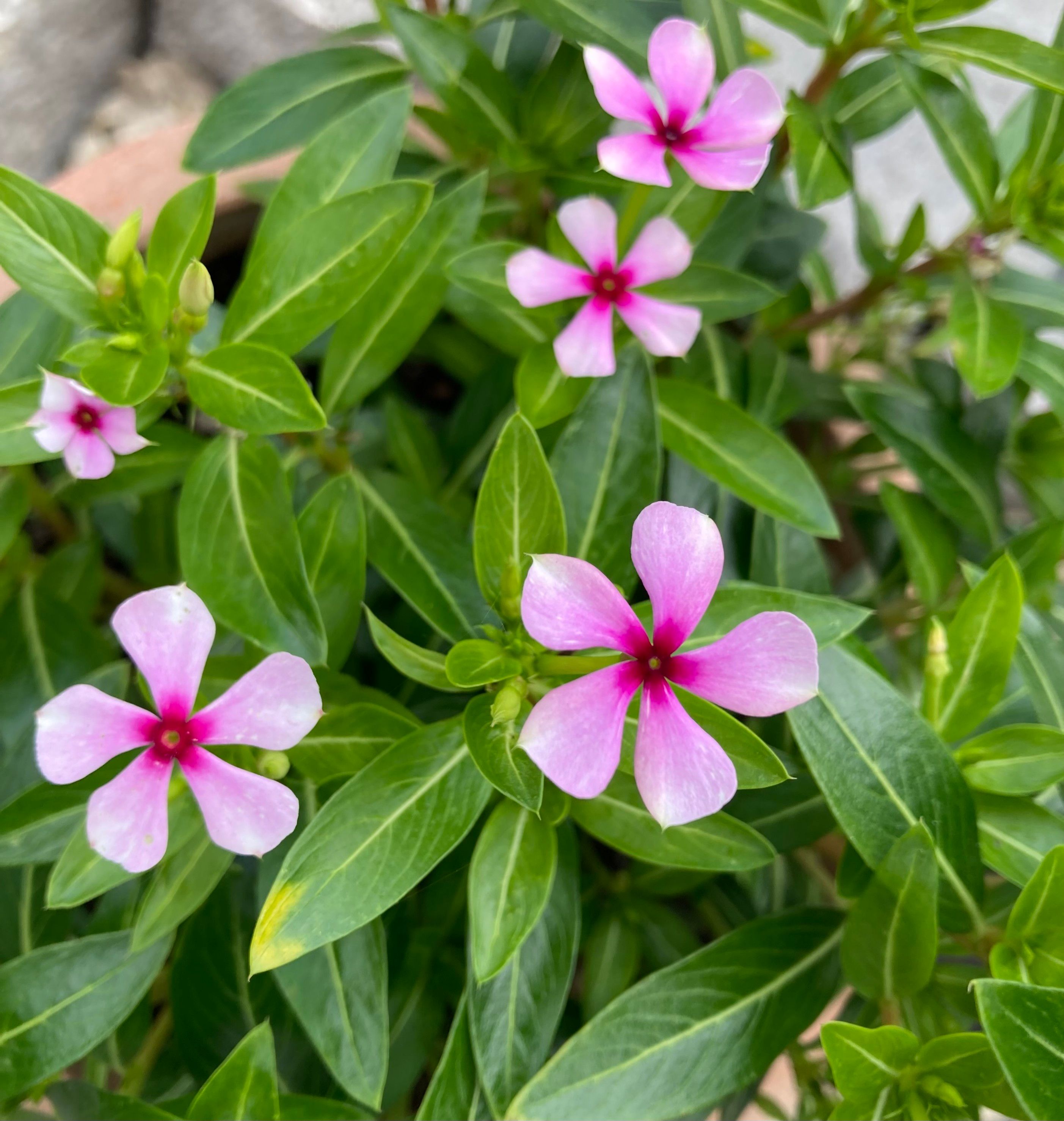 Kleine, rosa-rot-weiße Blüten einer Topfblume.