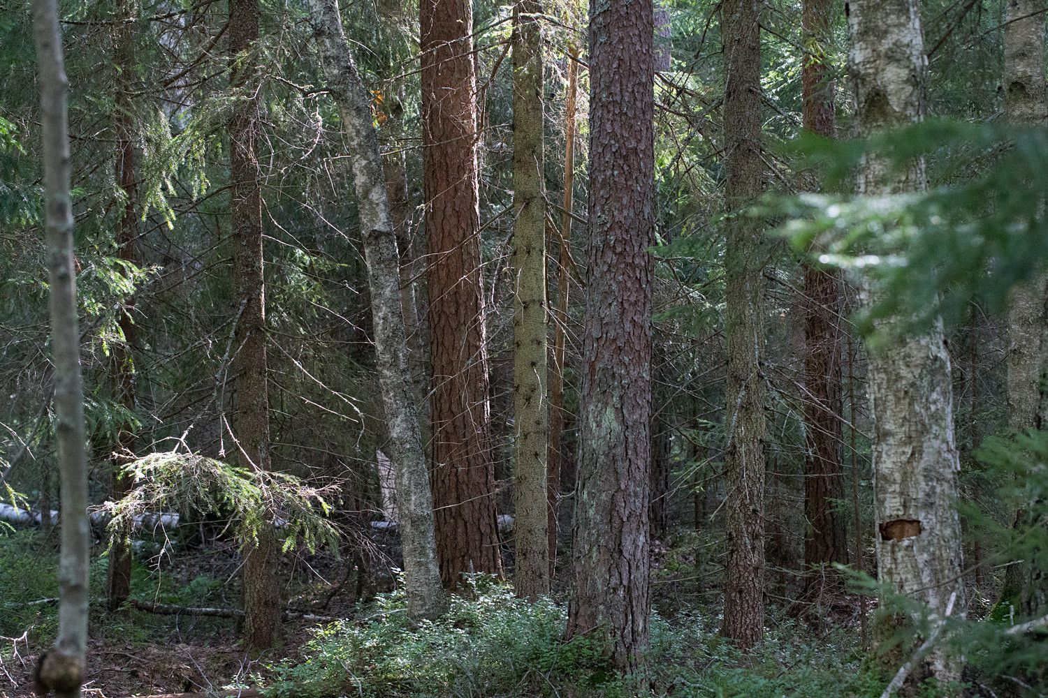 Luonnontilaista sekametsää vastavalossa.