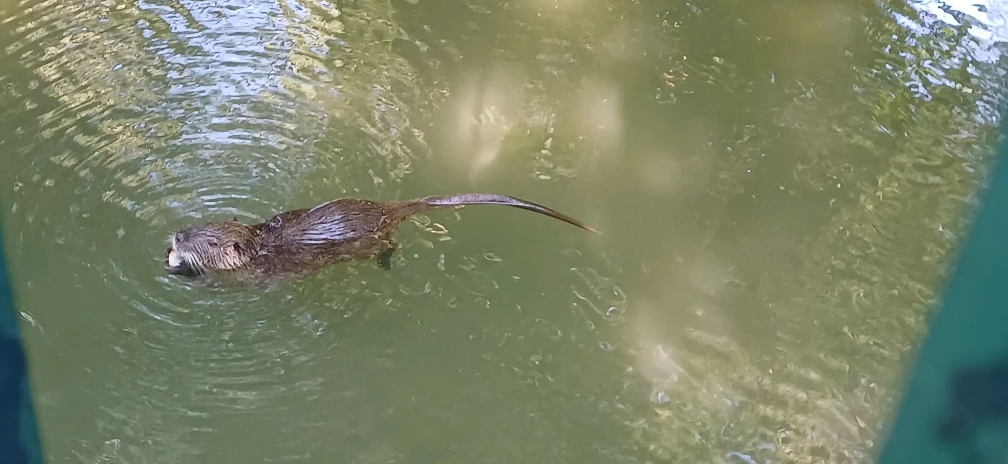 A coypu eating something in the water. Probably bread.
