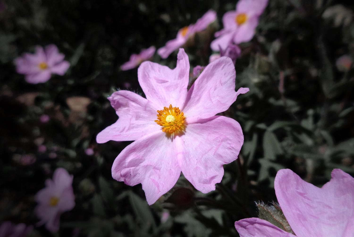 A pink and yellow Cistus flower (C)P.Gamble Photography