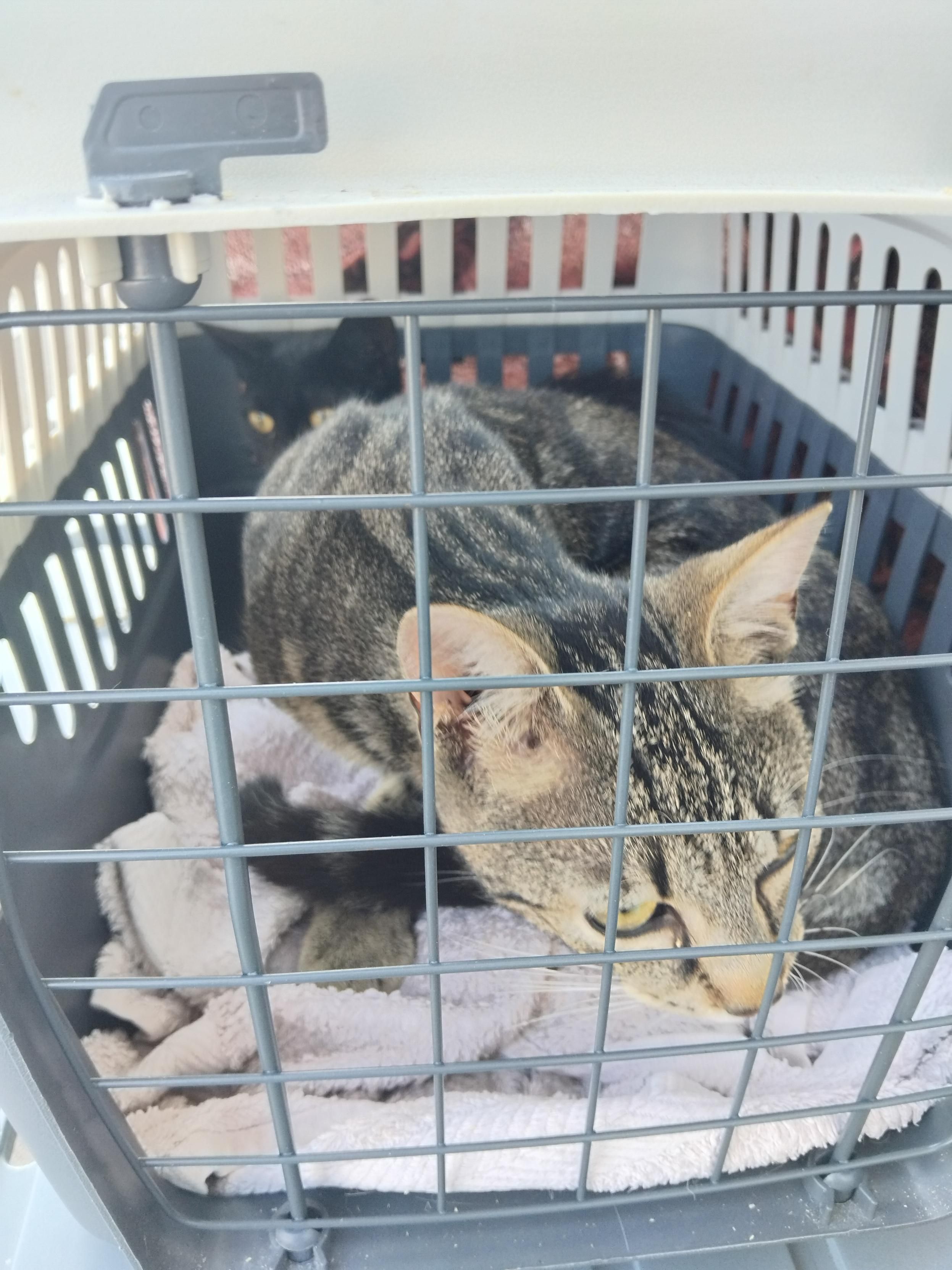 Willow et Sarriette sur une serviette dans une caisse de transport. willow regarde à l'extérieur, Sarriette est en boule derrière lui, l'air un peu confuse.