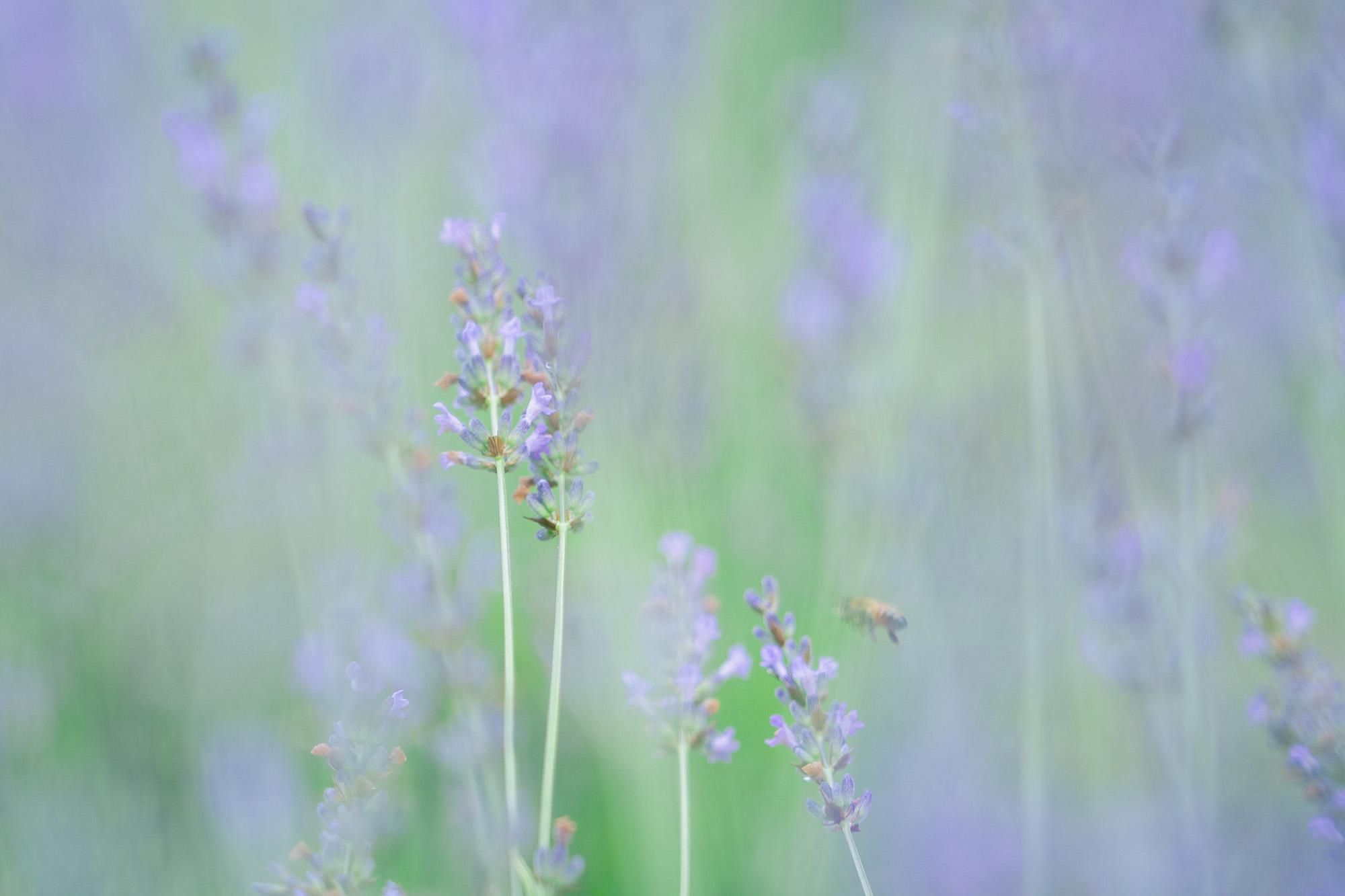 A photo with very narrow focus showing several lavender stsalks and a bee flying towards one of them