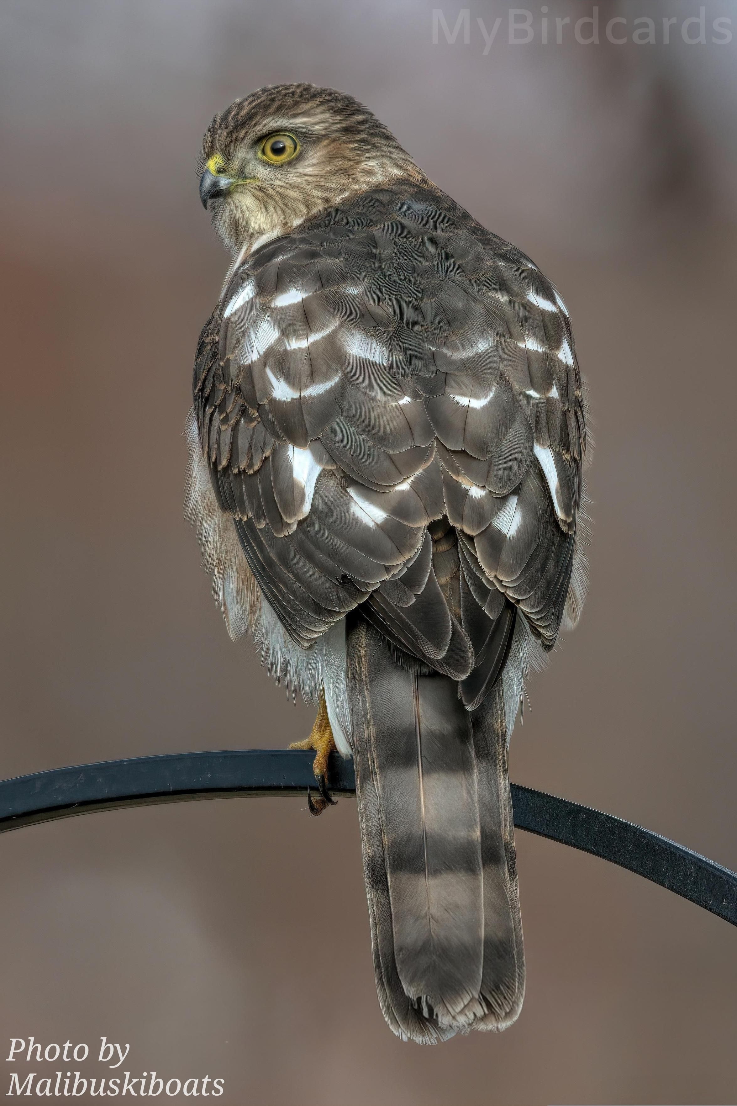 "Birders often struggle to tell my species apart from another similar-looking—but no-longer considered as closely related as first thought—bird of prey. Notice my rounded tail feathers and capped head; what juvenile North American hawk am I?" 

Image description:
A high-resolution, vertical close-up photo of a juvenile bird of prey perched on a thin black metal fence loop. The hawk is facing away from the camera but has its head turned sharply to the left, looking back over its shoulder with a piercing yellow eye. Its feathers are a mix of brown and grey with prominent white spots on its back and wings. The long, straight tail features thick, horizontal dark brown and light grey bands. Its talons are visible gripping the metal bar against a soft, blurred brown background. Gemini 3 (Edited)

📷: Photo by Malibuskiboats via Pixabay 
https://pixabay.com/users/malibuskiboats-9302012/