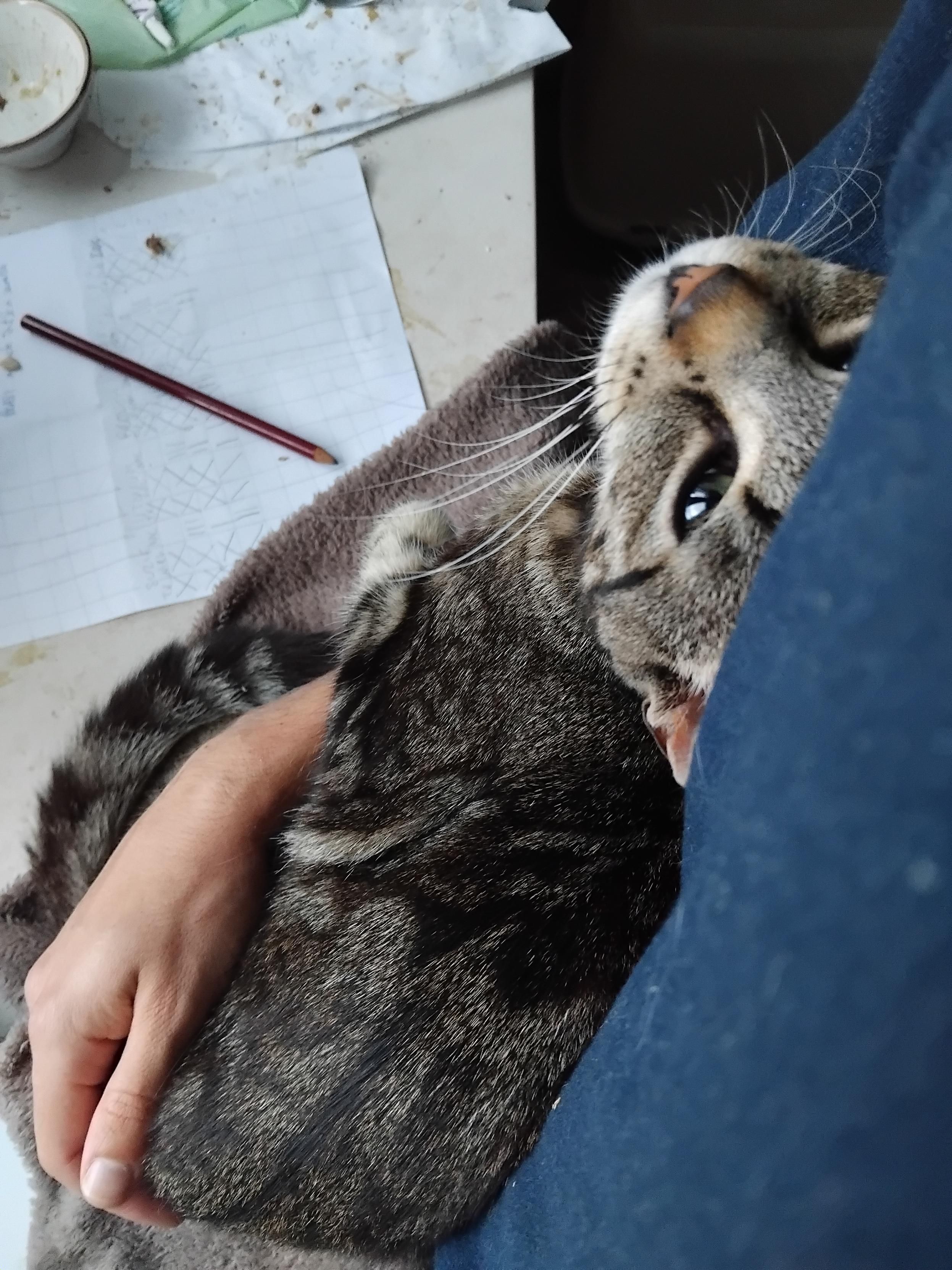 Willow, serré contre moi, la patte sur mon bras, les yeux plissés, levés vers les miens. Il est à moitié allongé sur le rebord d'une fenêtre qui m'arrive au niveau du coude.