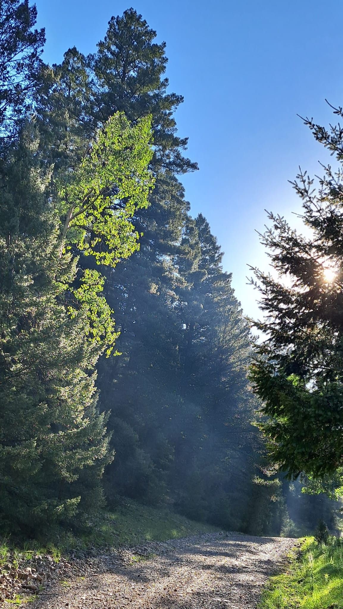 Light mist is backlit on a mountain gravel road. The aspen tree's leaves are a bright green.