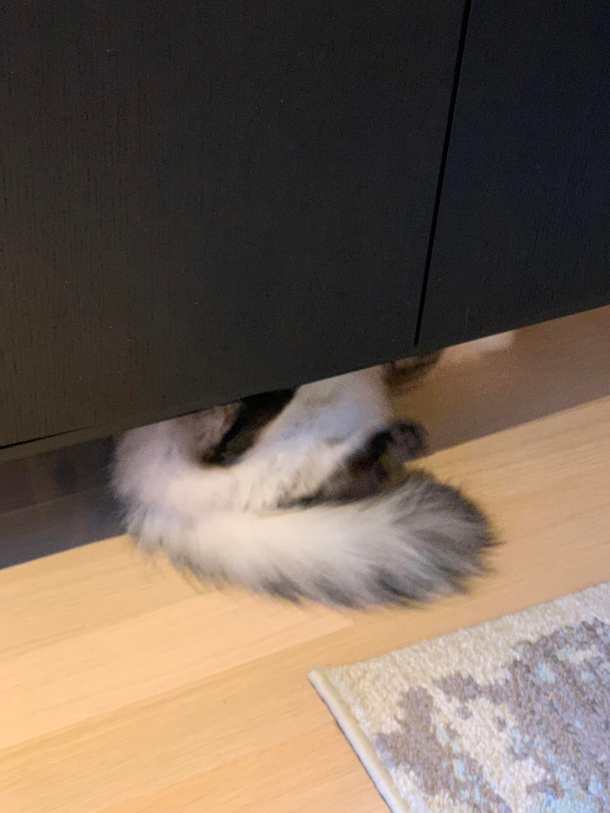 Fluffy tail and back paws sticking out from under a black console