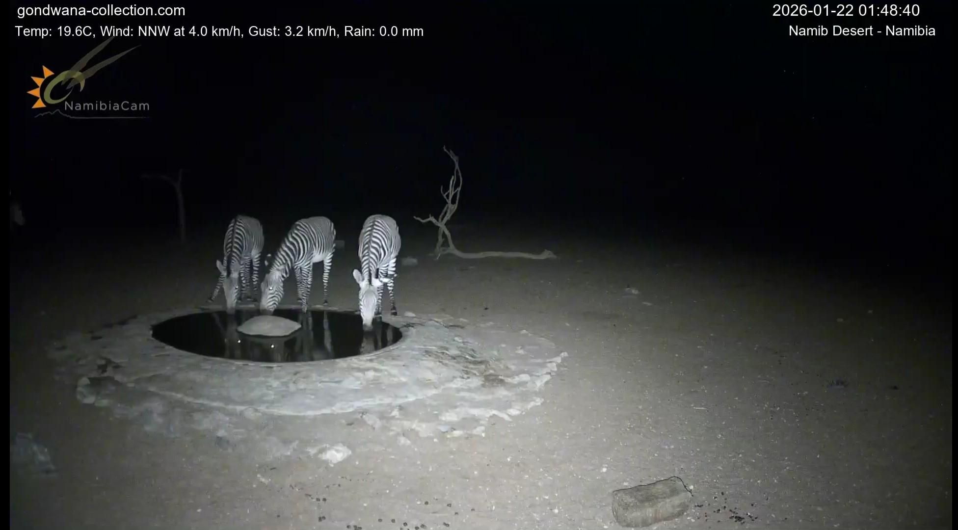 Tre zebre all'abbeverata. Hanno fatto temporaneamente sloggiare lo sciacalletto fuori inquadratura