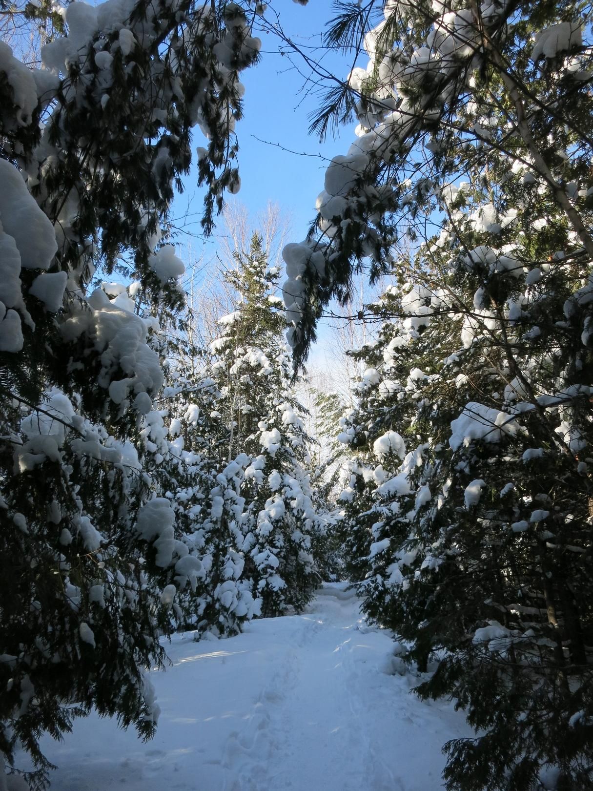 A narrow, snow-packed trail through a dense forest of pines, cedars, and firs. The branches of the trees are covered with a heavy layer of snow. A bit of blue sky is visible between the tree tops.
