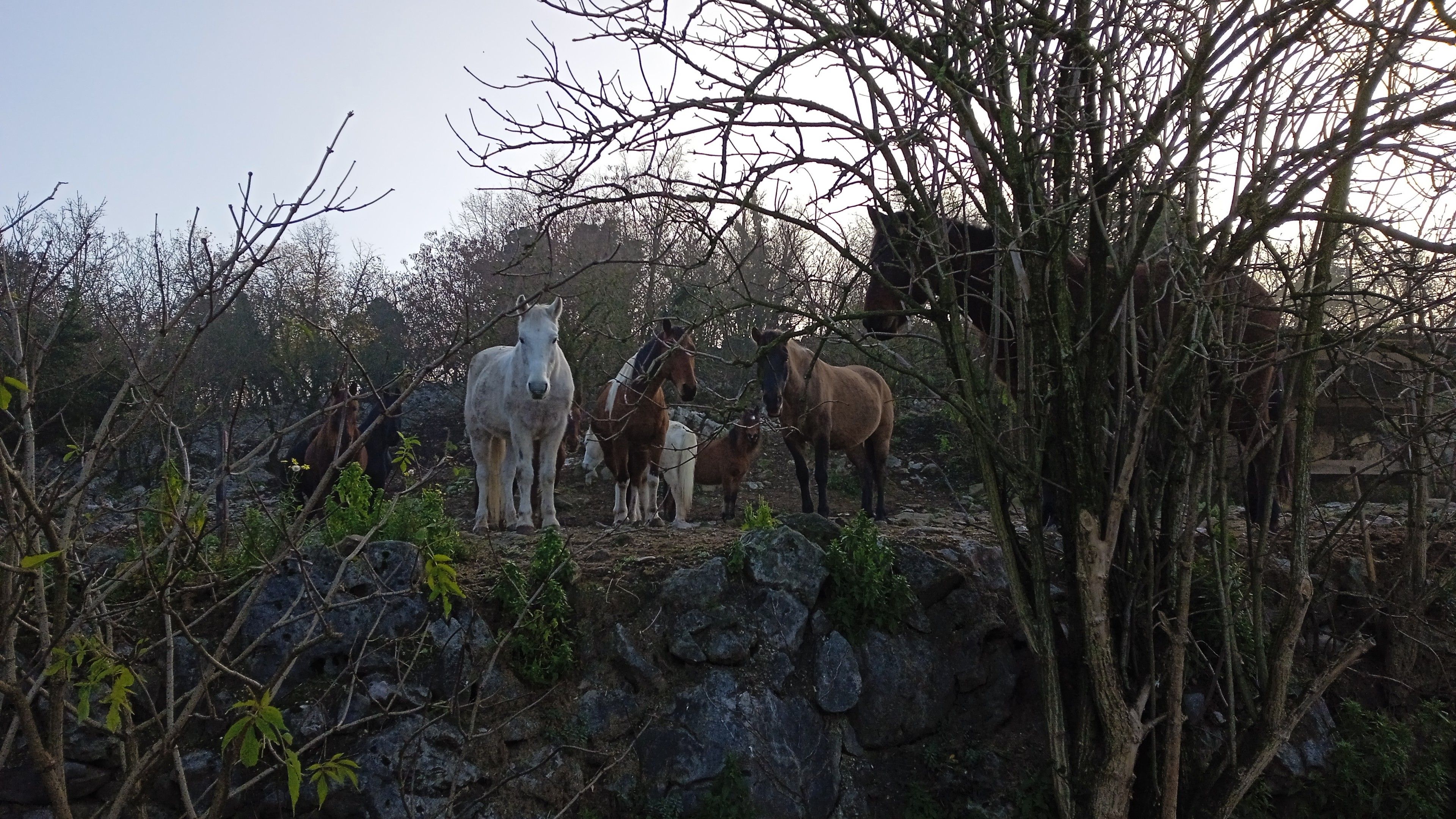 A group of half dozen horses standing still in the winter woods. They are staring right straight to me arriving to them with food, ten meters distance.