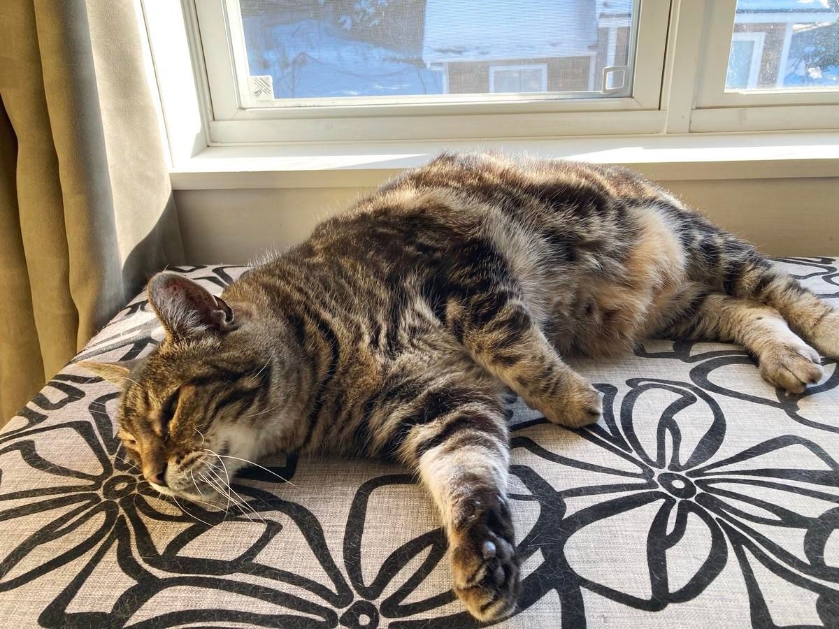 Tabby cat lounging on his side on a taupe upholstered bench with a black linear flower design. He's resting his cheek on the bench, looking past the camera. The bench is in front of a window with the sun streaming in.