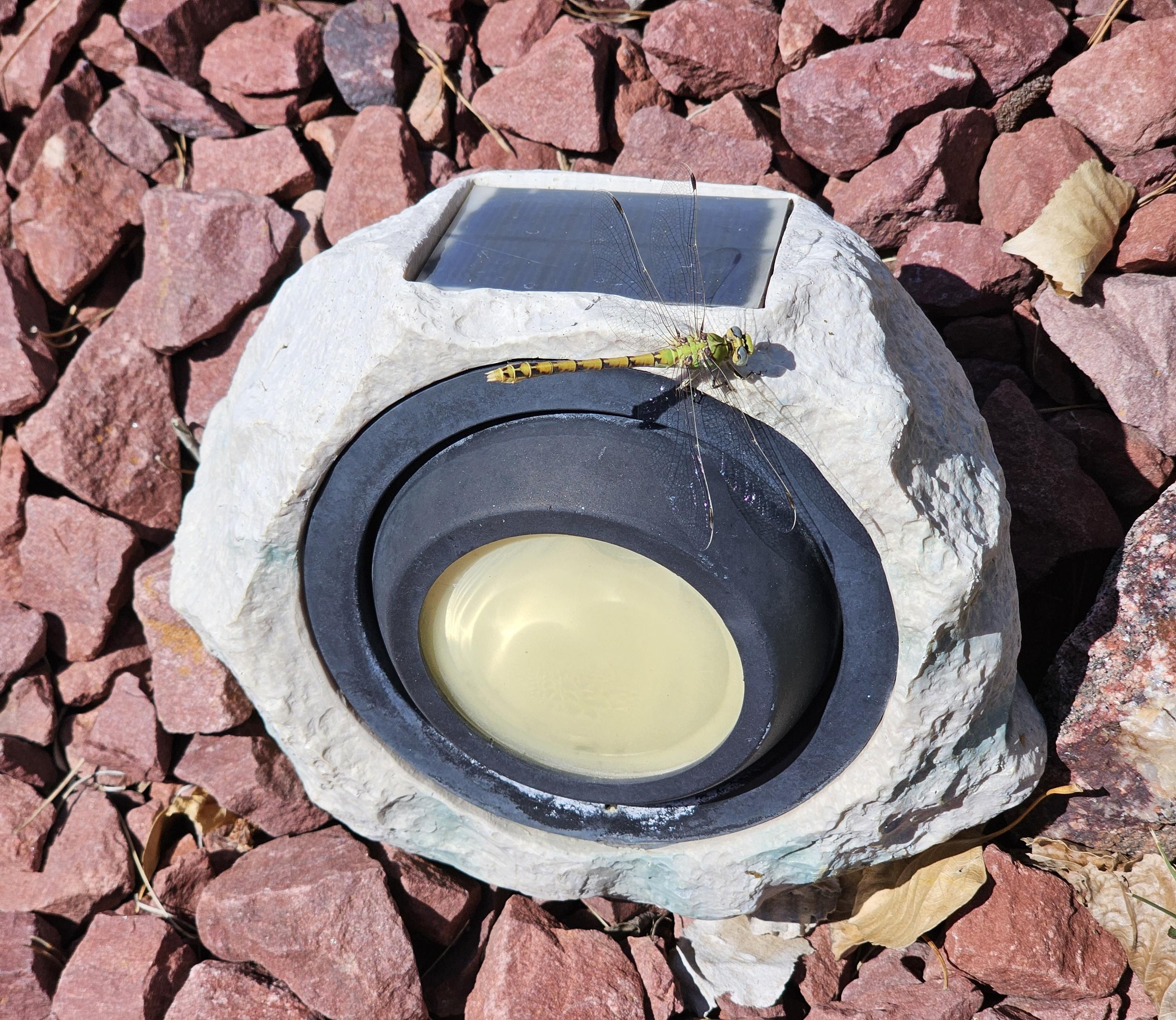 A spotlight that resembles a gray rock sits on some smaller red rocks, collecting solar energy for use lighting up my house number after dark. Atop the light is a green darner dragonfly (Anax junius), also soaking up sun