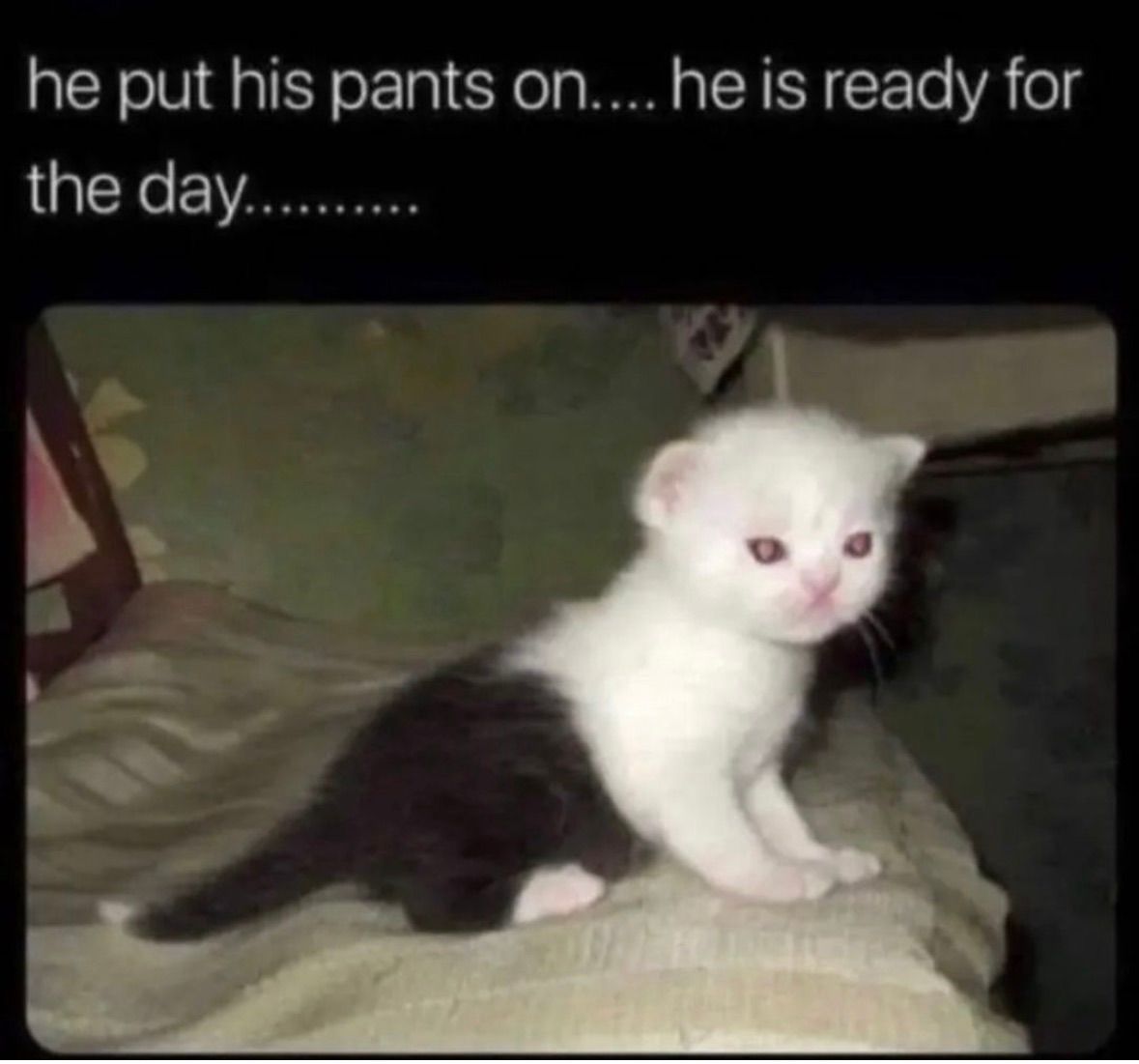 A playful kitten with a white and black coat that makes it look like it’s wearing pants is sitting on a blanket, looking curiously at the viewer. The image features a humorous caption that says “he put his pants on….. he is ready for the day….”