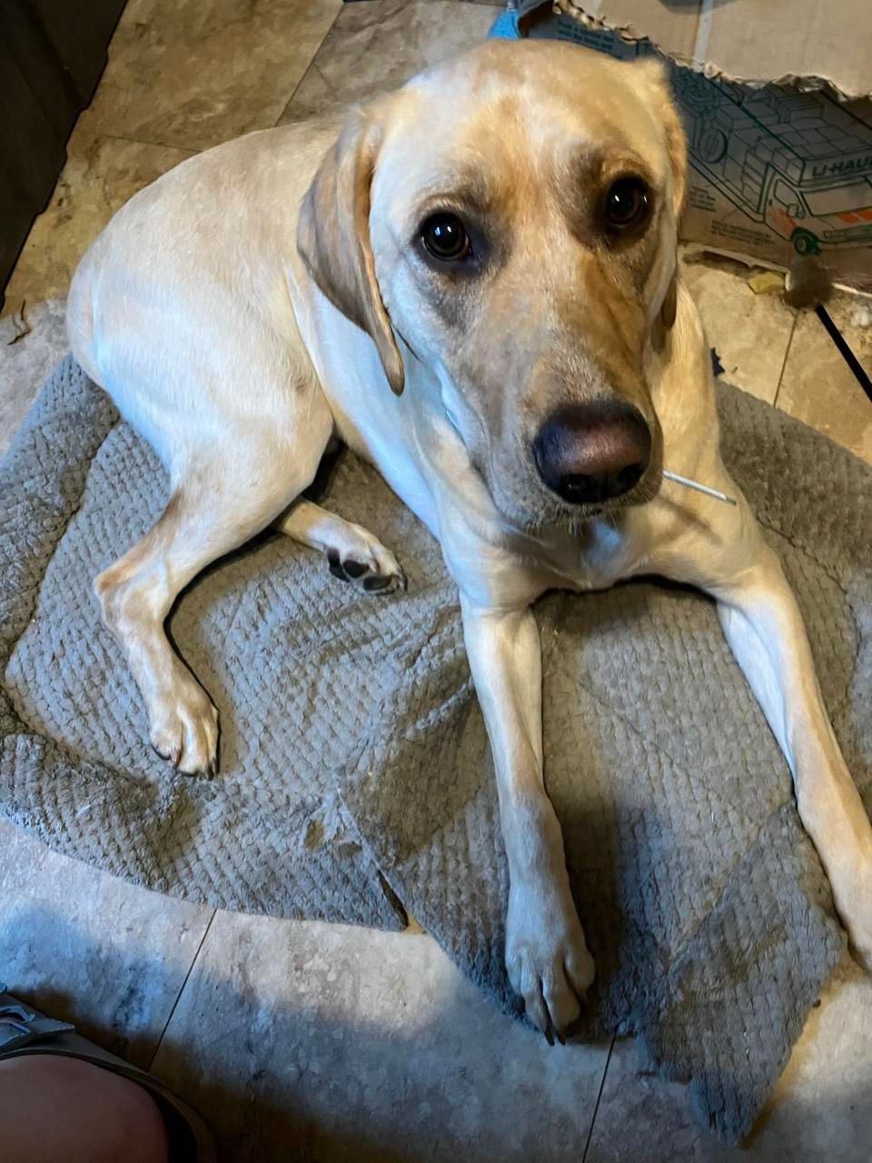 A yellow lab looking up at you 