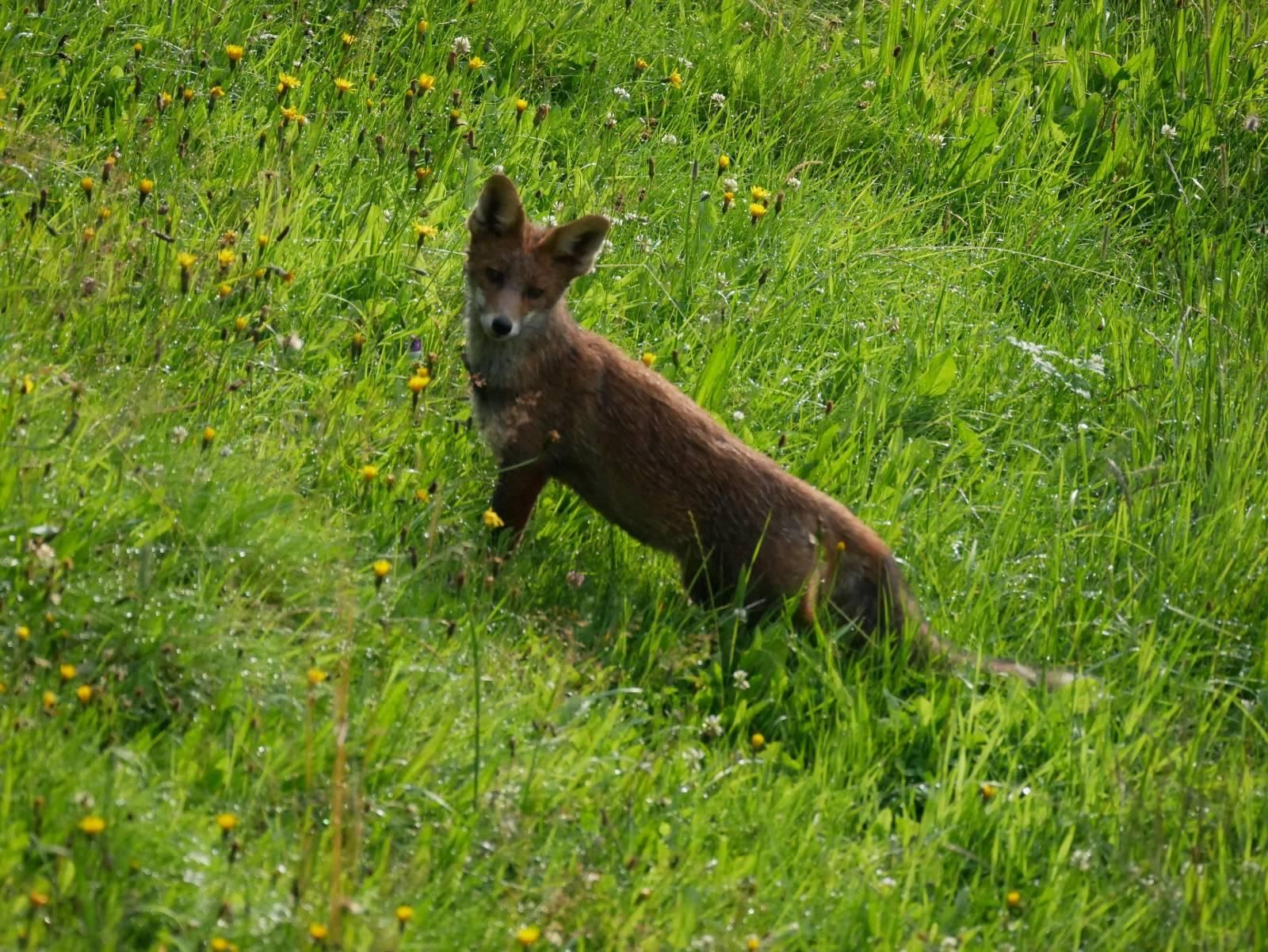 Foto eines braun-orangen Fuchses, der in einer langen Wiese steht, umringt von gelben Blüten. Er sieht direkt zu uns und hat beide Ohren ganz aufgestellt.