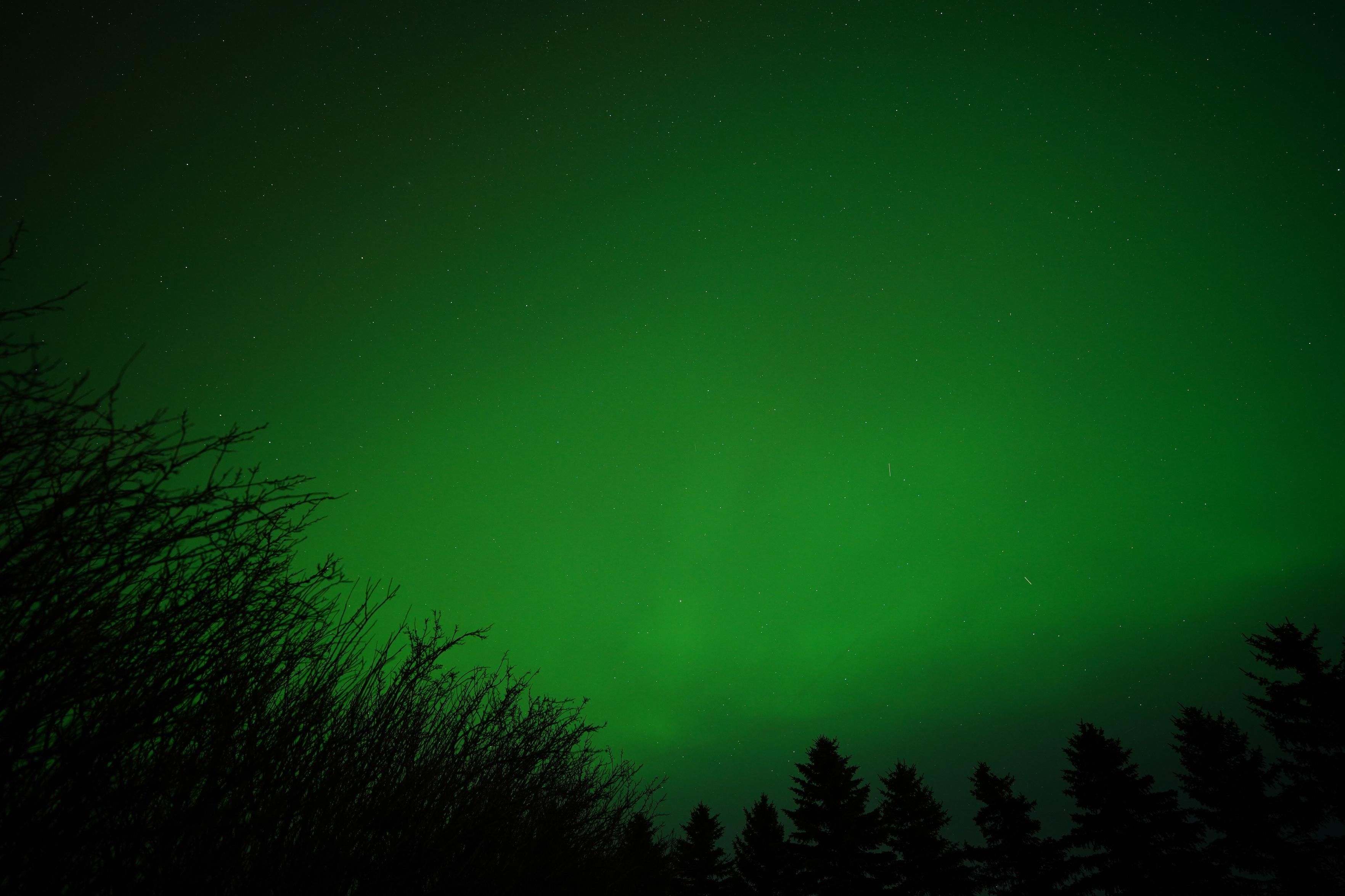 A bunch of spruce trees silhouetted in front of bright green sky.