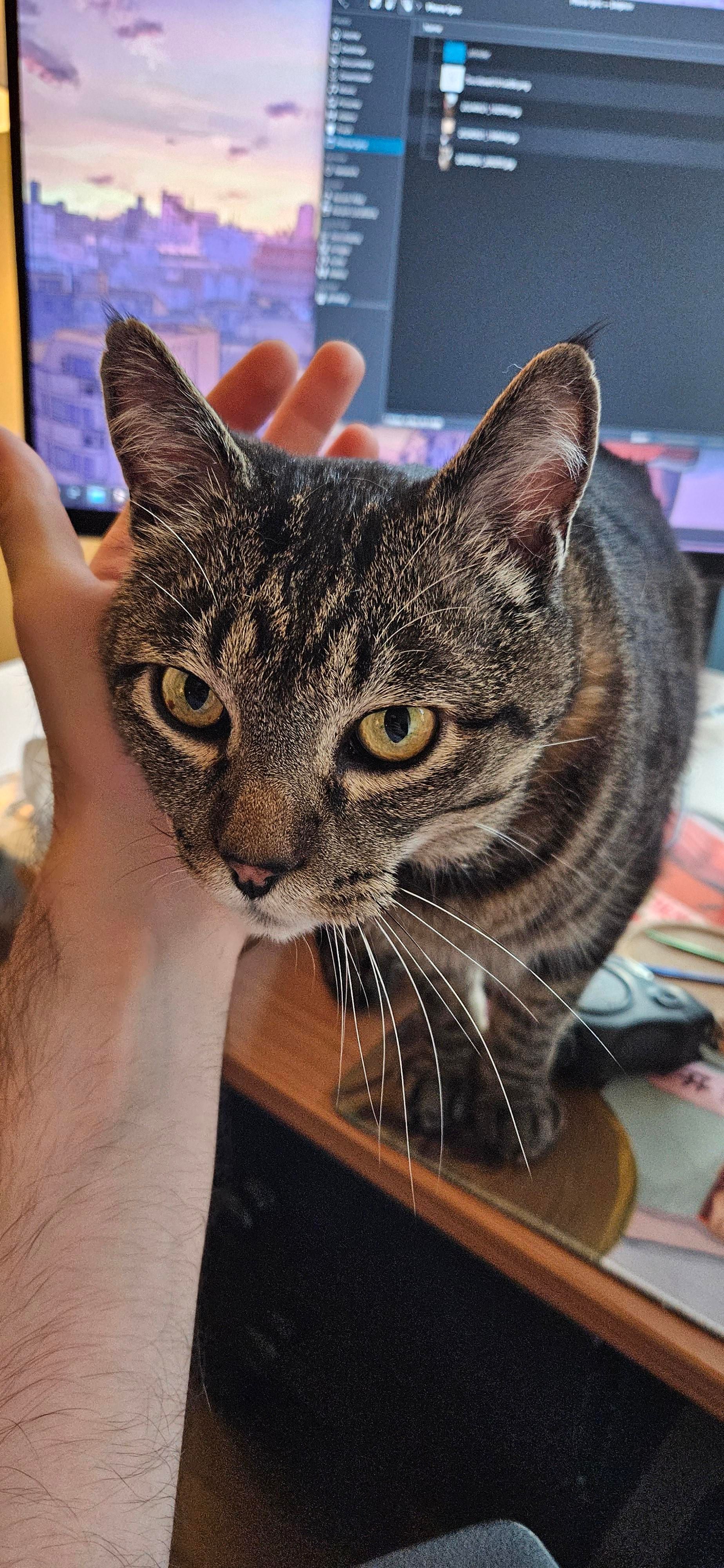 Momo, a mackeral tabby cat, sitting on my desk rubbing his face against my hand. He is very cute and soft.