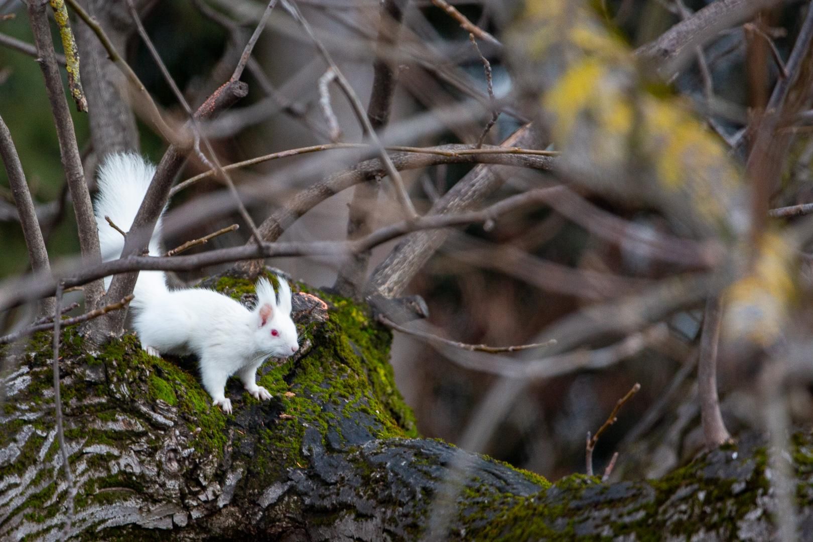 Ein weißes Eichhörnchen in einem Baum