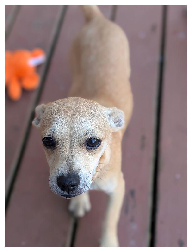 high-angle view of a tan and white puppy approaching on a redwood-like deck, making eye contact. an orange an white toy out of focus in the background.