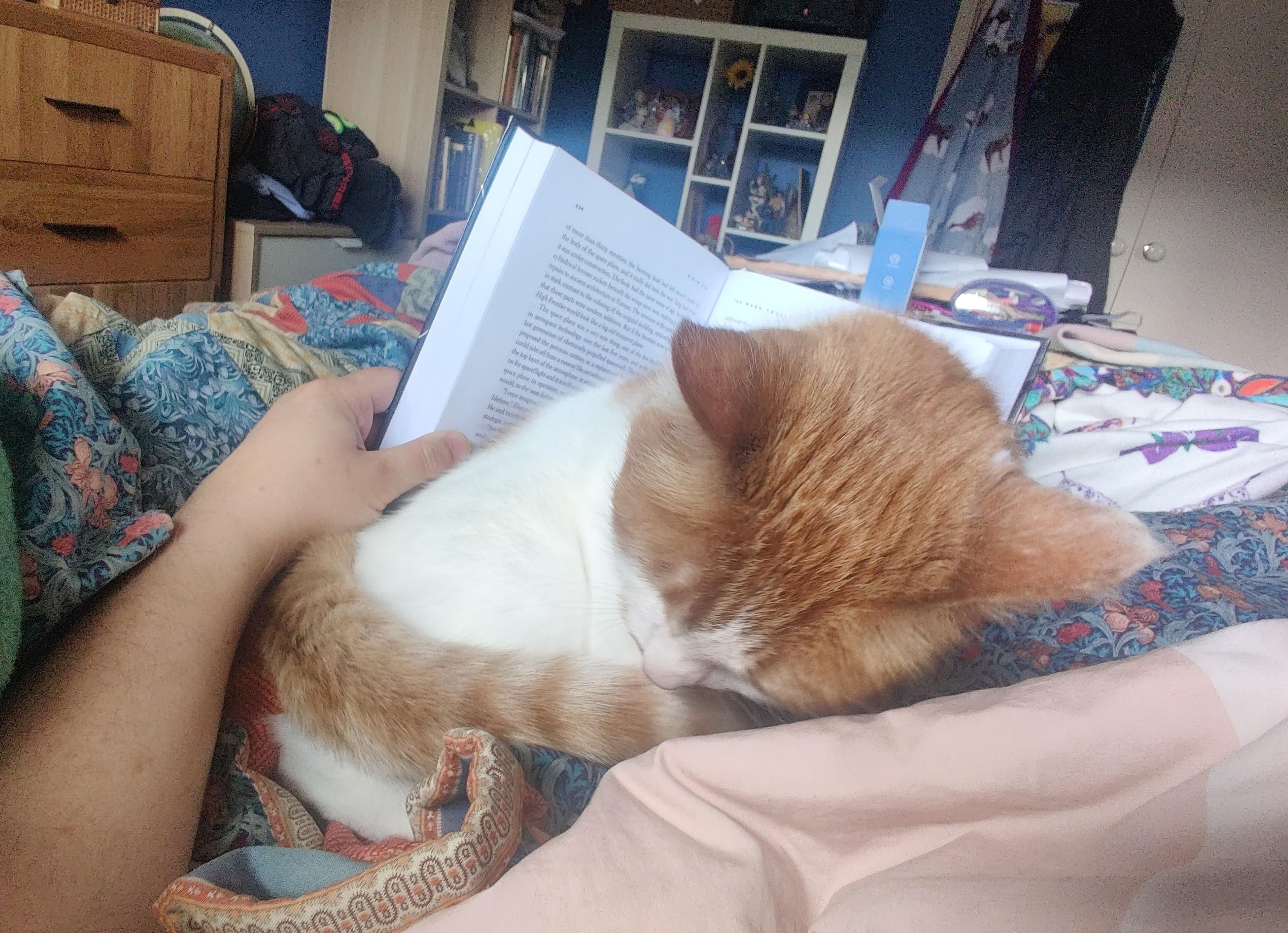 Queen Felicia, a white and orange cat, asleep right in front of the book that I'm trying to read in bed. ❤️