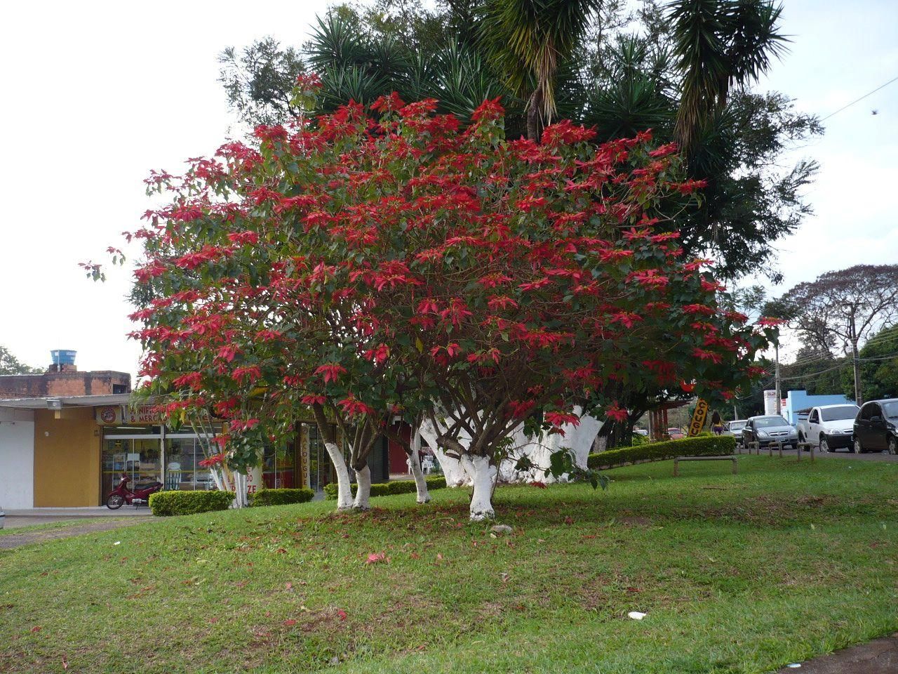Alberello di Euphorbia pulcherrima, ovvero "come avere enormi stelle di natale gratis e farsi invidiare dai vicini"-
