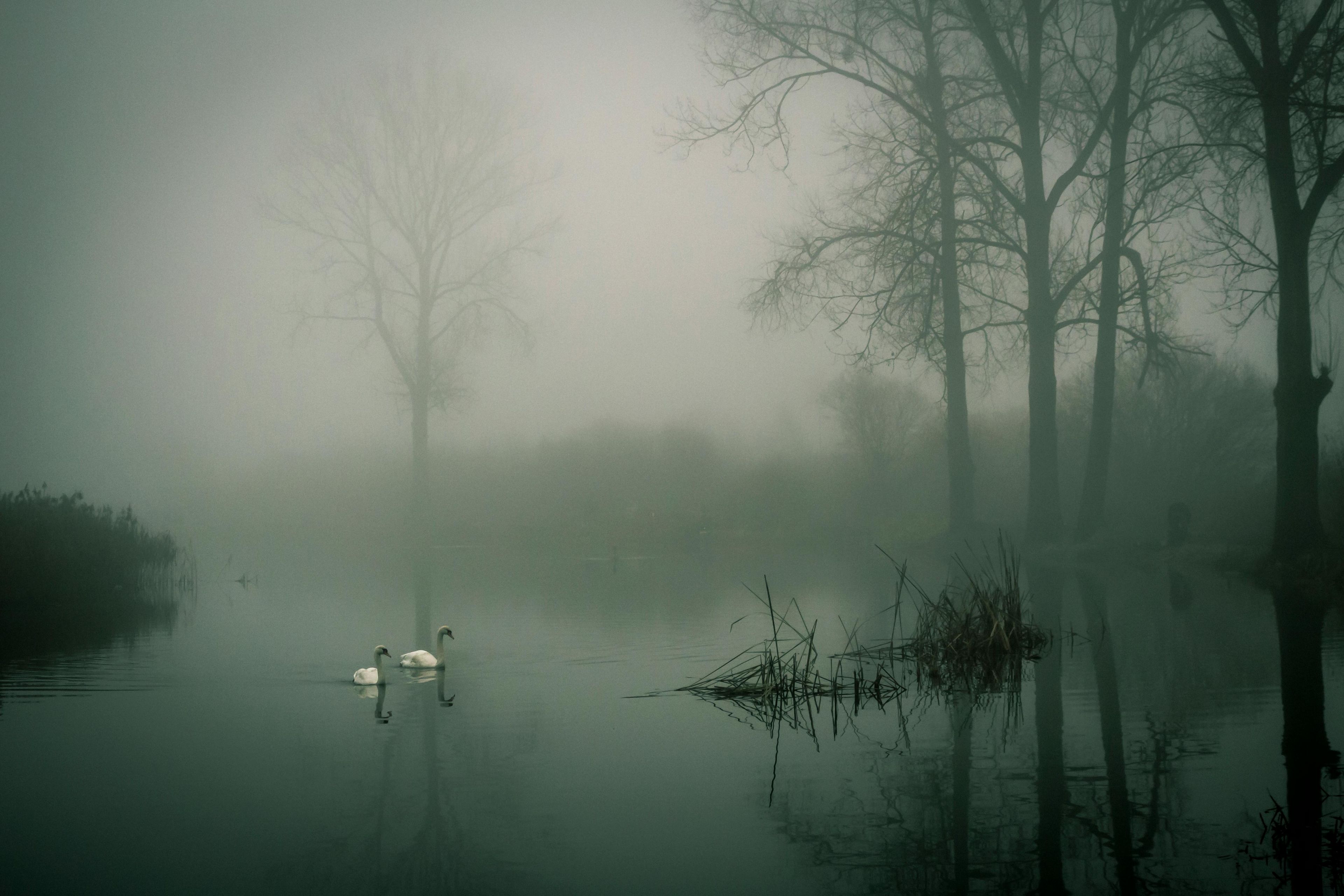 Two white ducks on a mist-shrouded pond surrounded by trees.