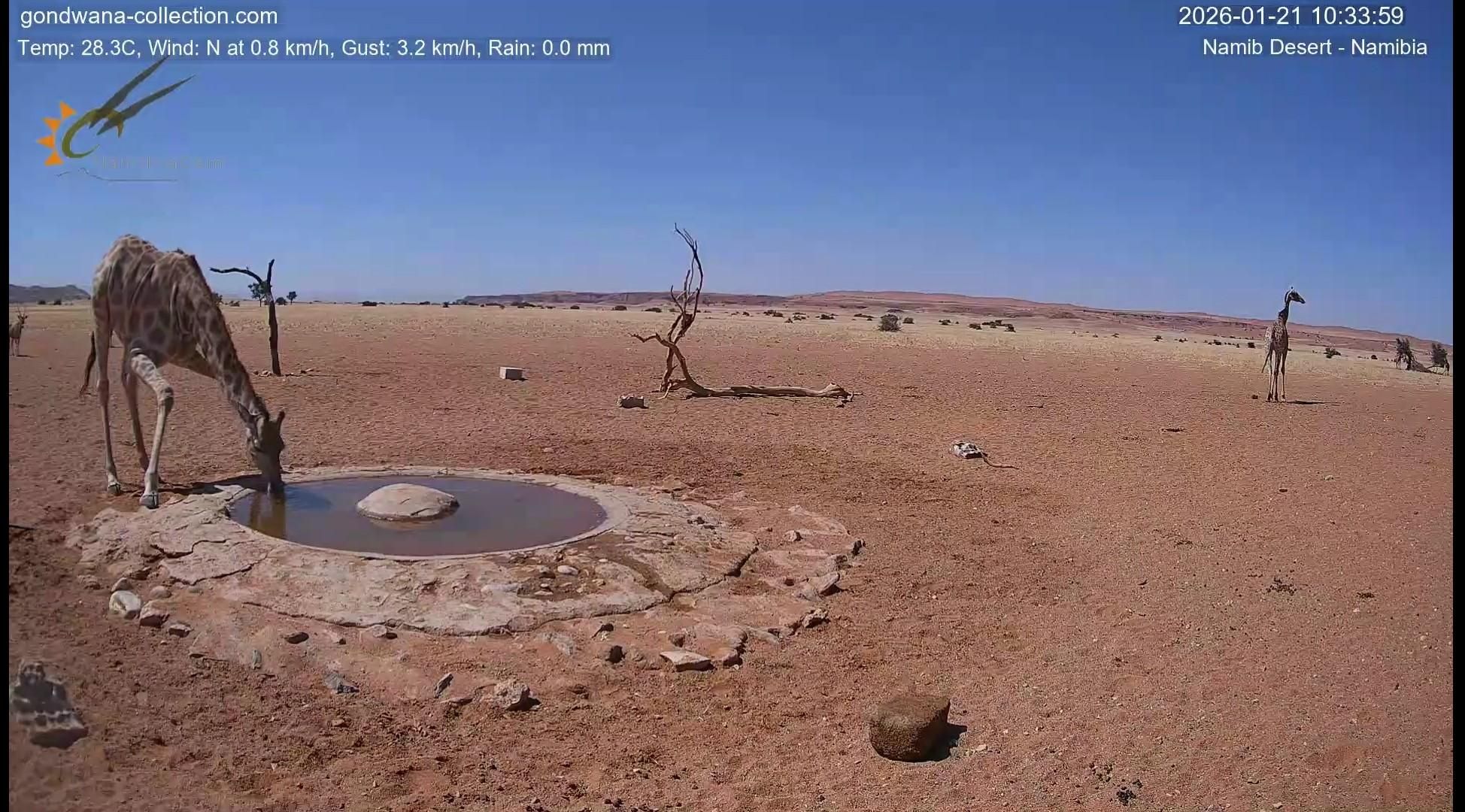 Una giraffa si abbevera, una seconda si vede in lontananza