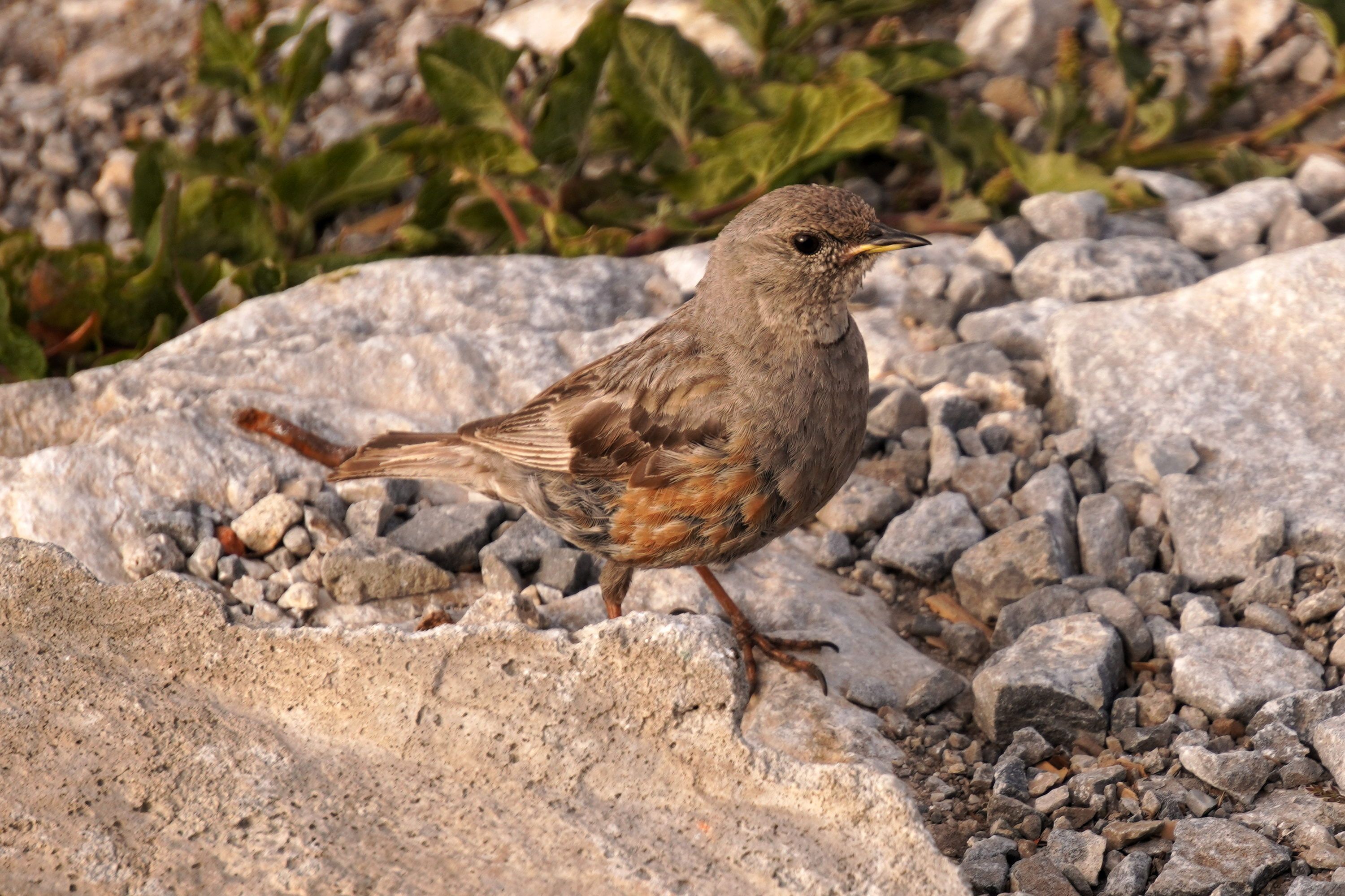 Yes, it's a small brown bird (with a chestnut breast) perching on a rock. Not currently singing.