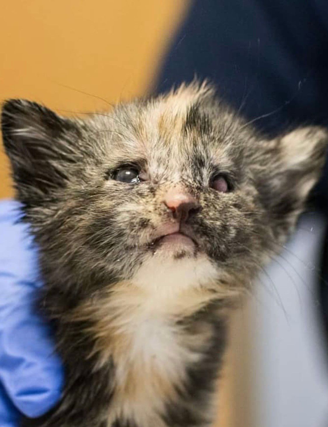a small kitten being held with a blue medical glove. she is facing the camera with big fuzzy ears and a little cowlick. she has a very cute black and pink nose with a little white and orange bib and chin. her eyes are open and cloudy