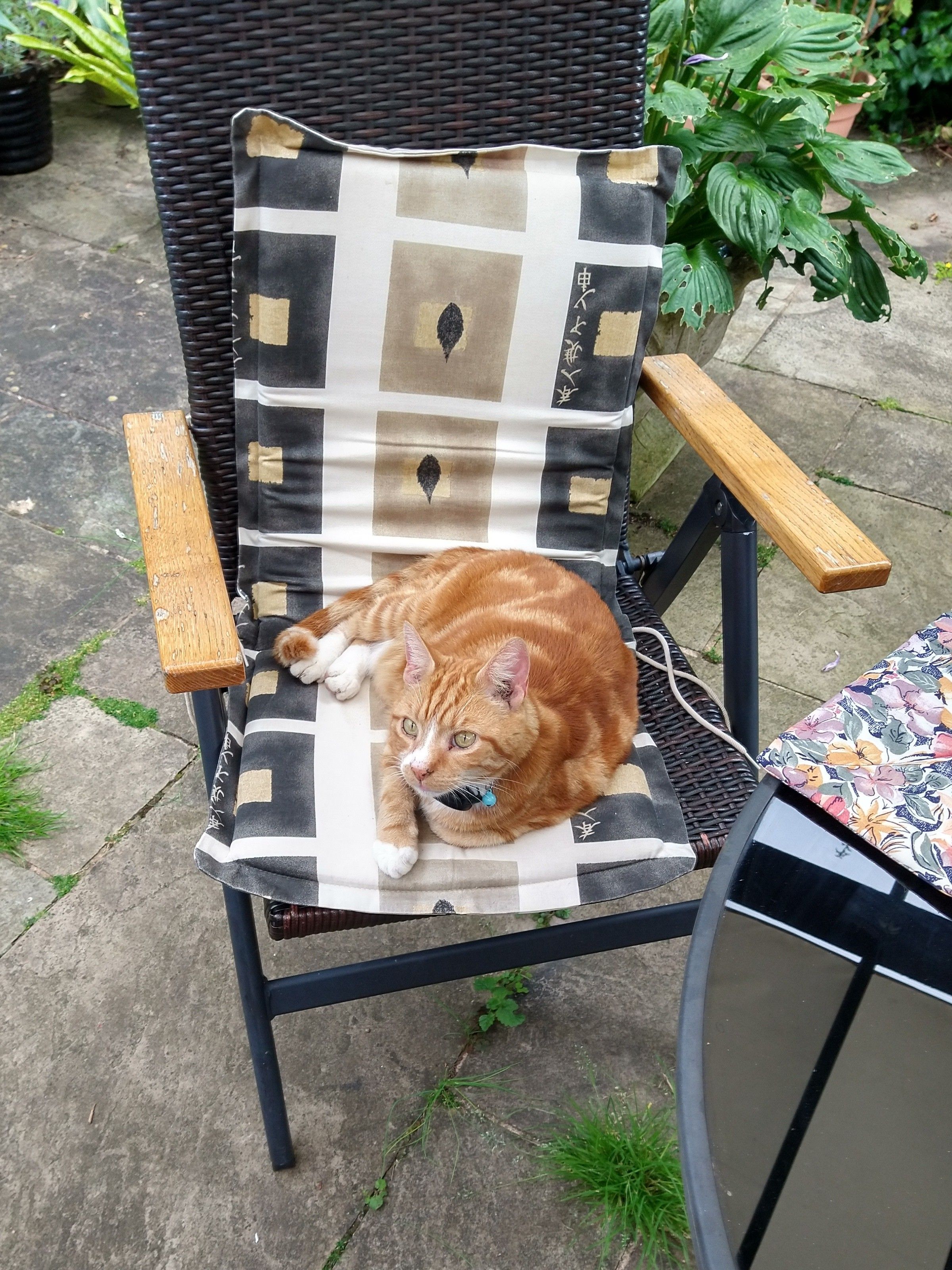 Oscar ginger tom cat resting on a garden chair 
