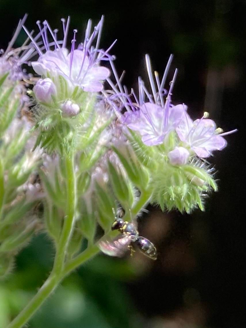 The same bee, again in flight, this time with the wings in front, and again refracting the light in rainbow colors. 