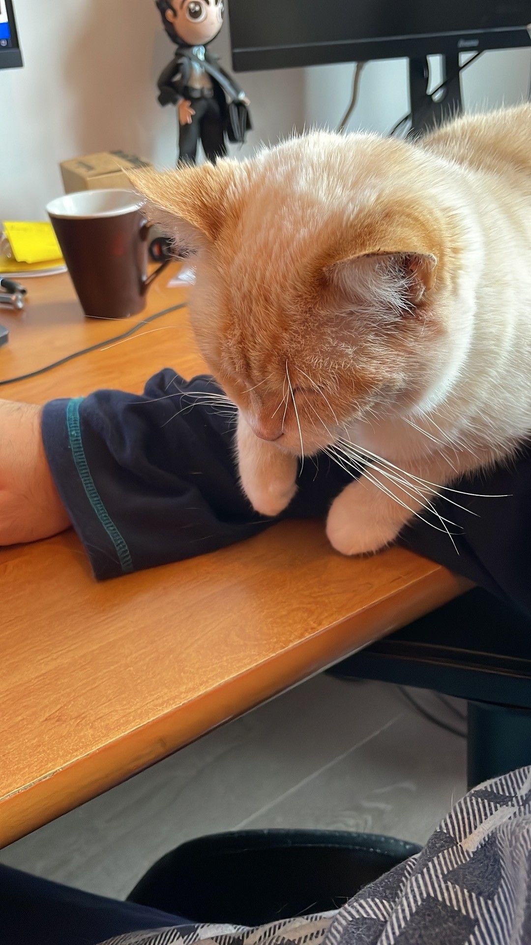 Picture of my cat claiming my forearm while I’m at the computer