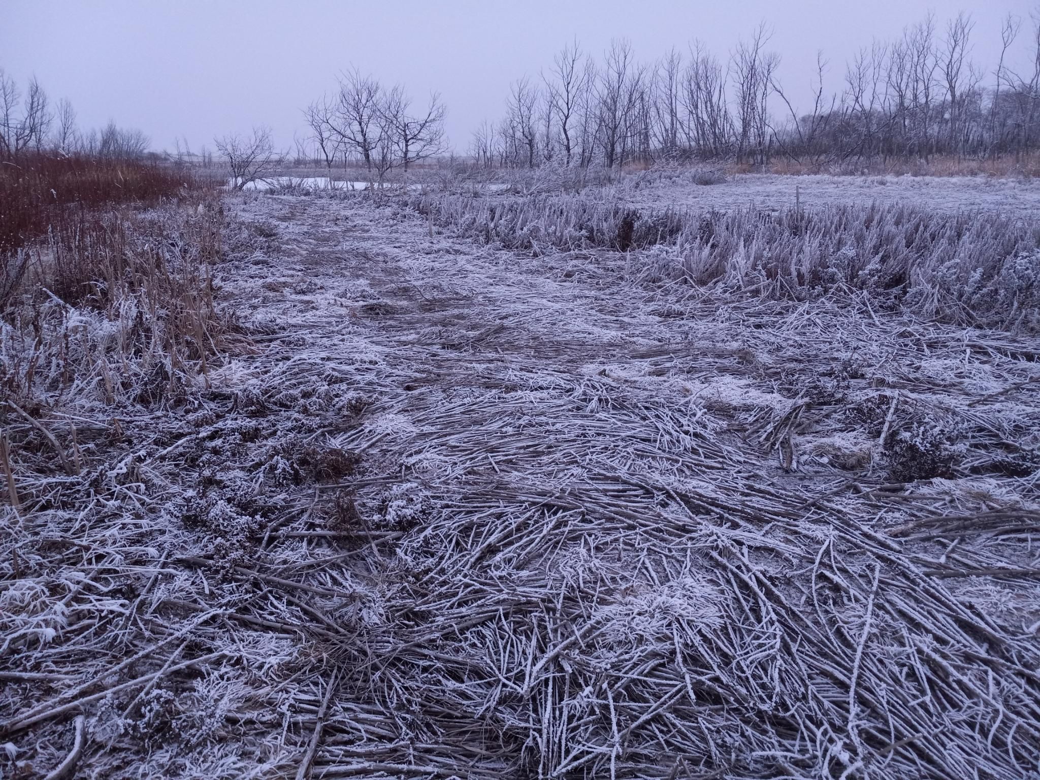 A bunch of frost-killed weeds laying down next to a frozen pond.  Every single weed stalk is coated with white frost.  There are frosty trees and a grey sky above