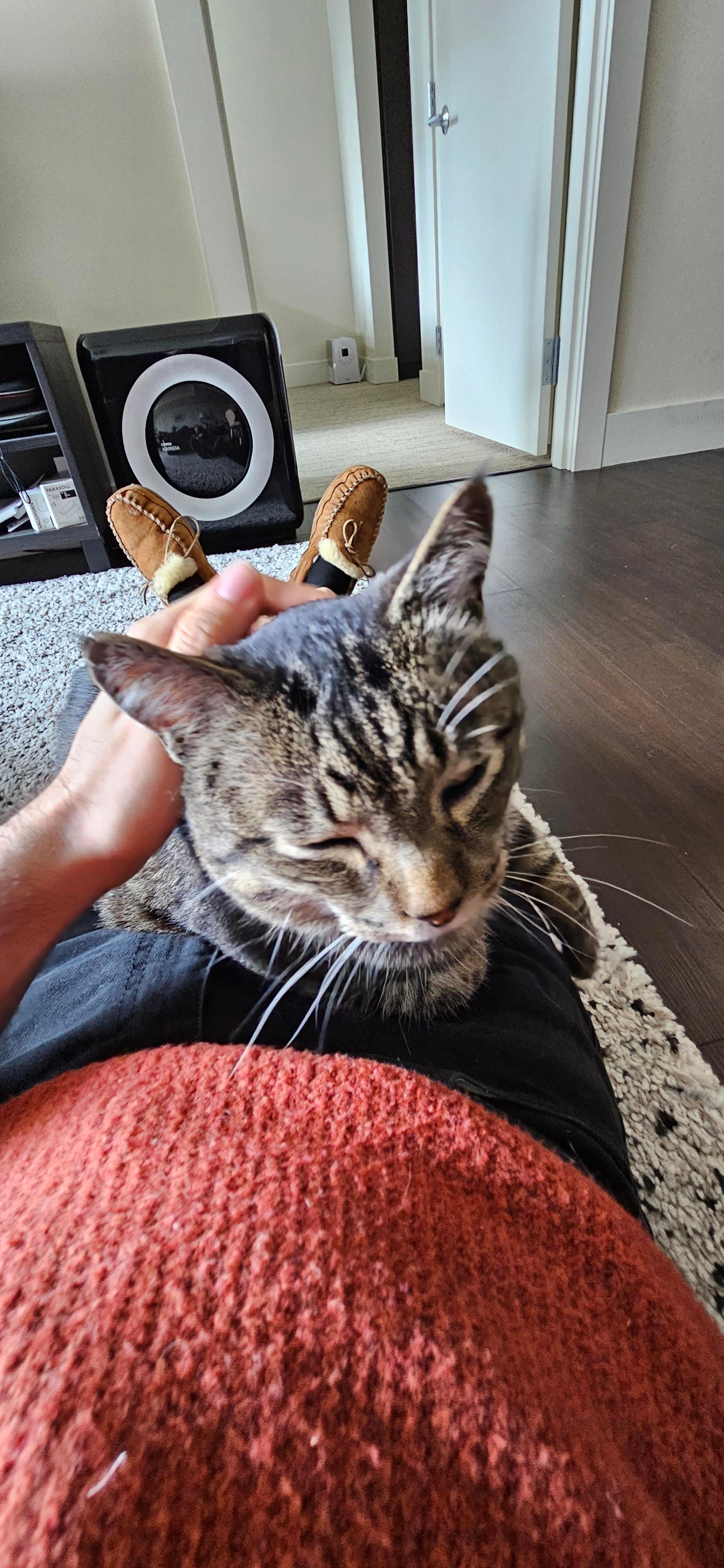 Momo snoozing on my lap while I lay on the floor.