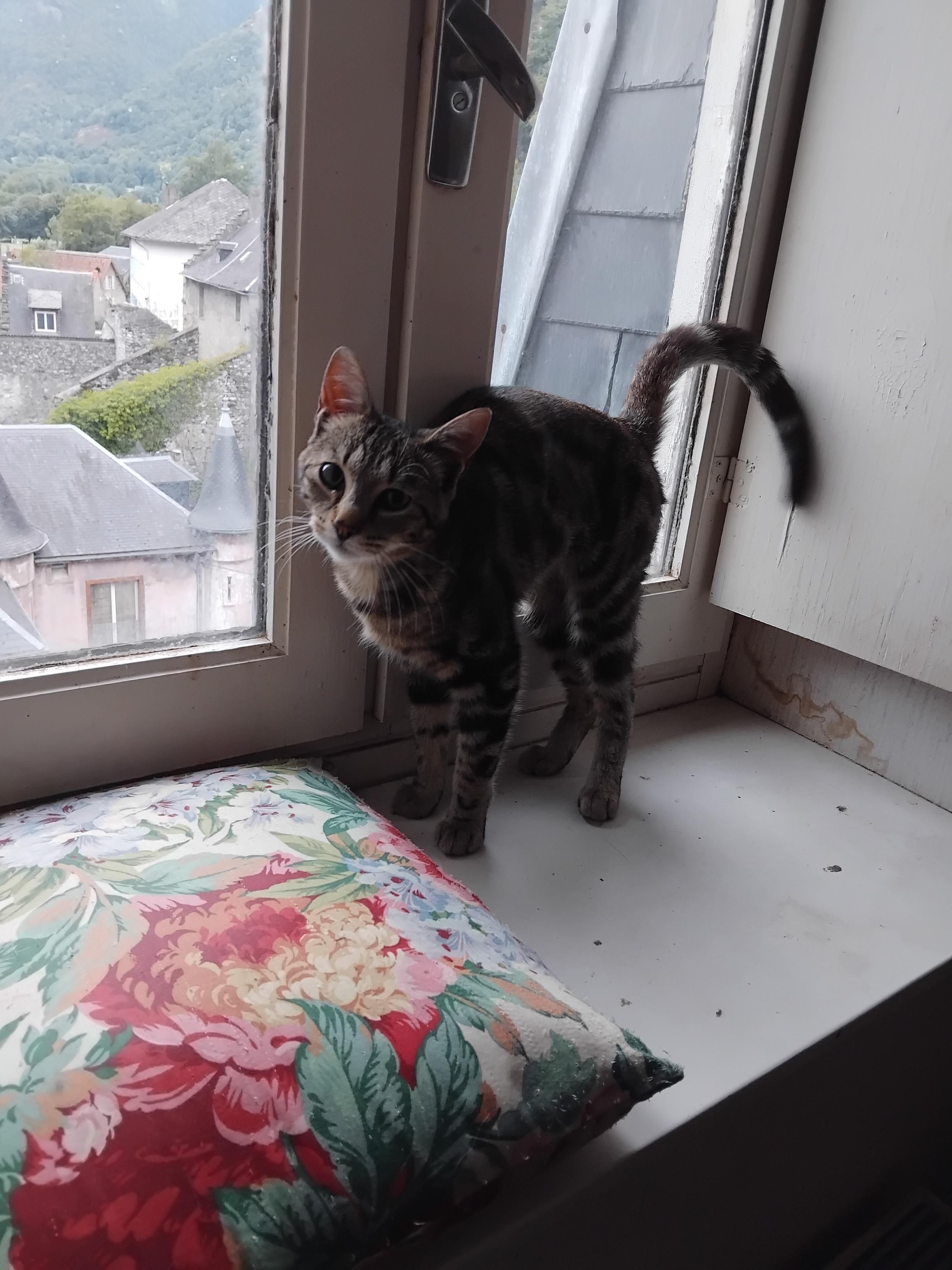 Willow, un beau chat marbré très mince, en train de se frotter amicalement à une fenêtre en regardant l'objectif, dans l'attitude d'un chat qui attend des câlins.